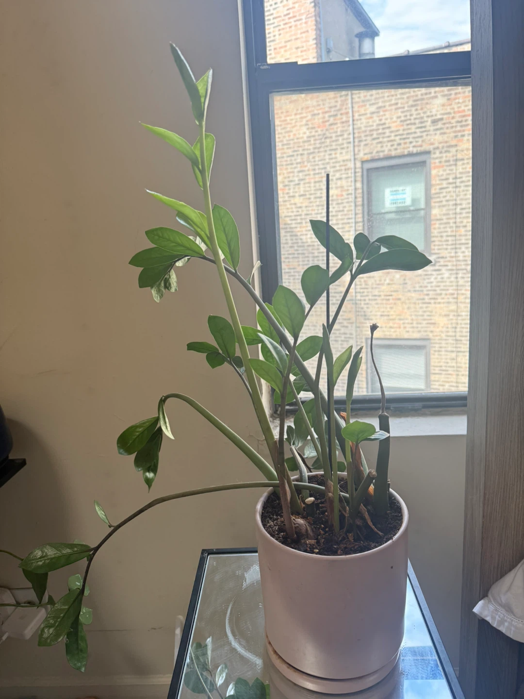 ZZ Plant in Pink Pot