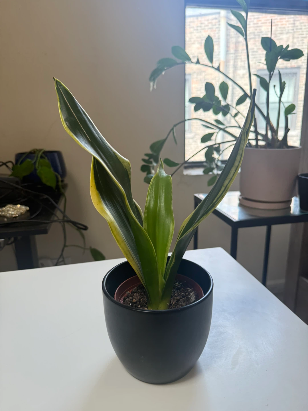 Snake Plant in Black Pot