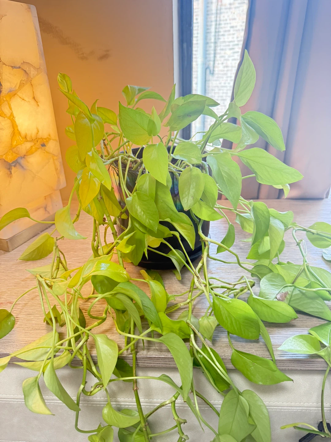 Pothos Vine Plant