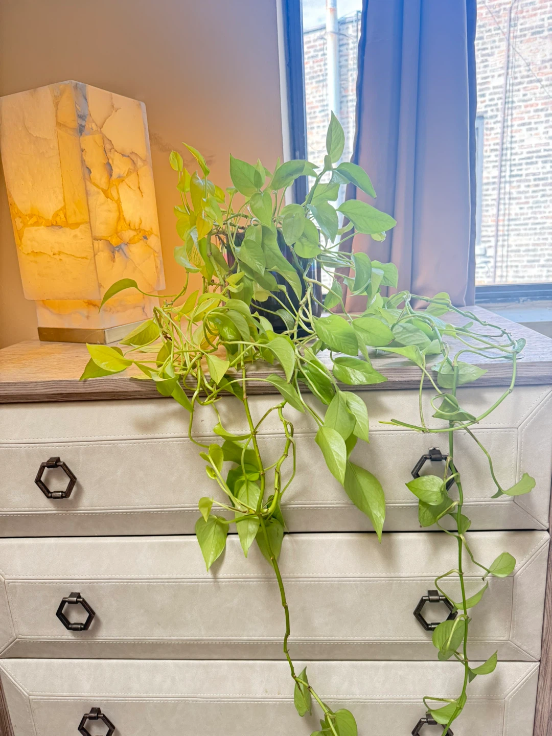 Pothos Vine Plant - photo 2