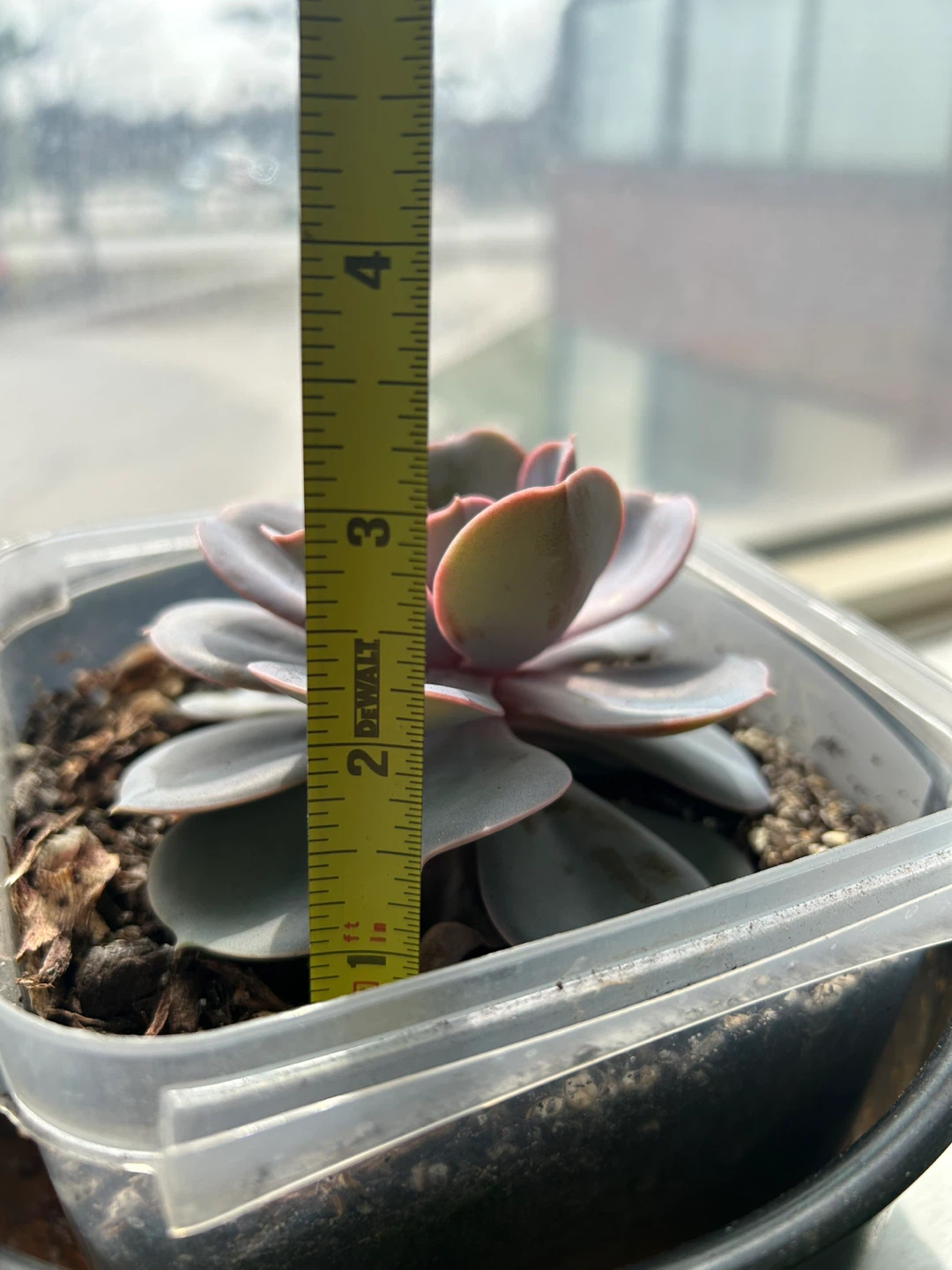Healthy Mature Purple Pearl Succulent - photo 3