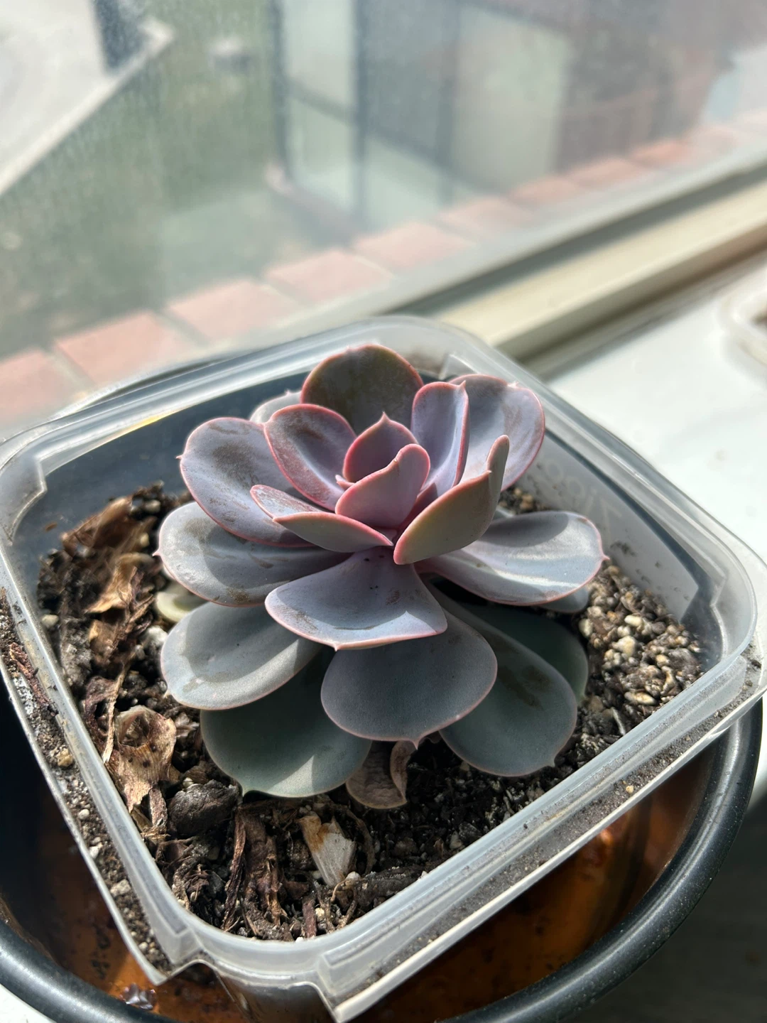 Healthy Mature Purple Pearl Succulent