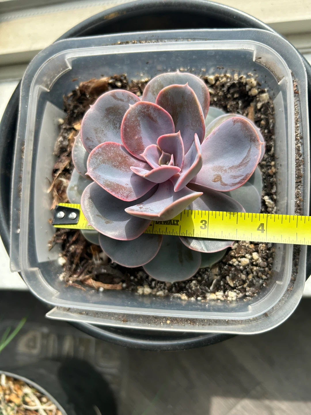 Healthy Mature Purple Pearl Succulent - photo 2