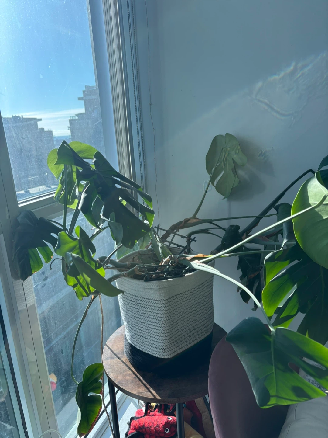 Monstera Plant in Woven Pot