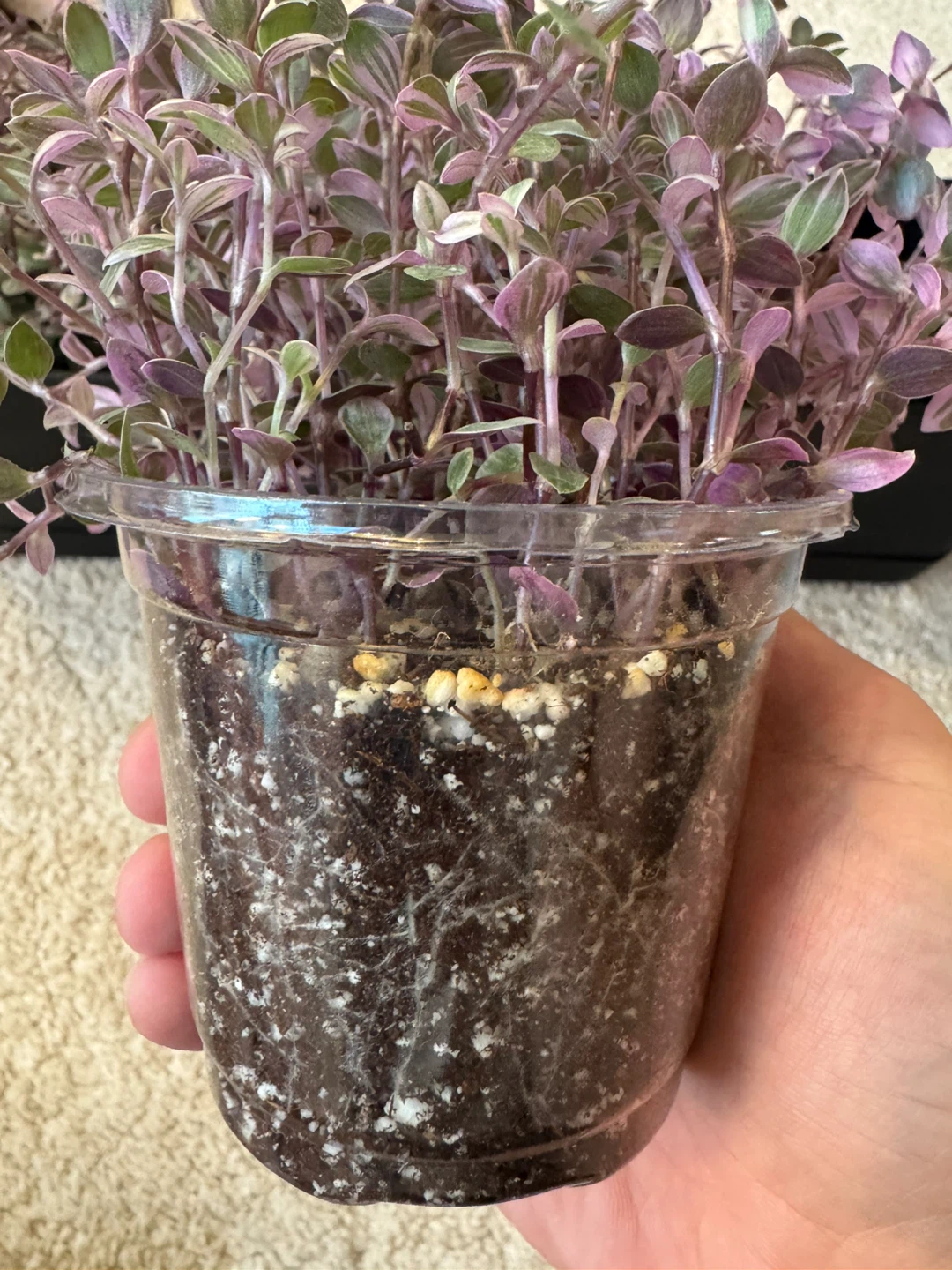 Callisia Repens “Pink Panther” 3.5” Starter Pot 🥕