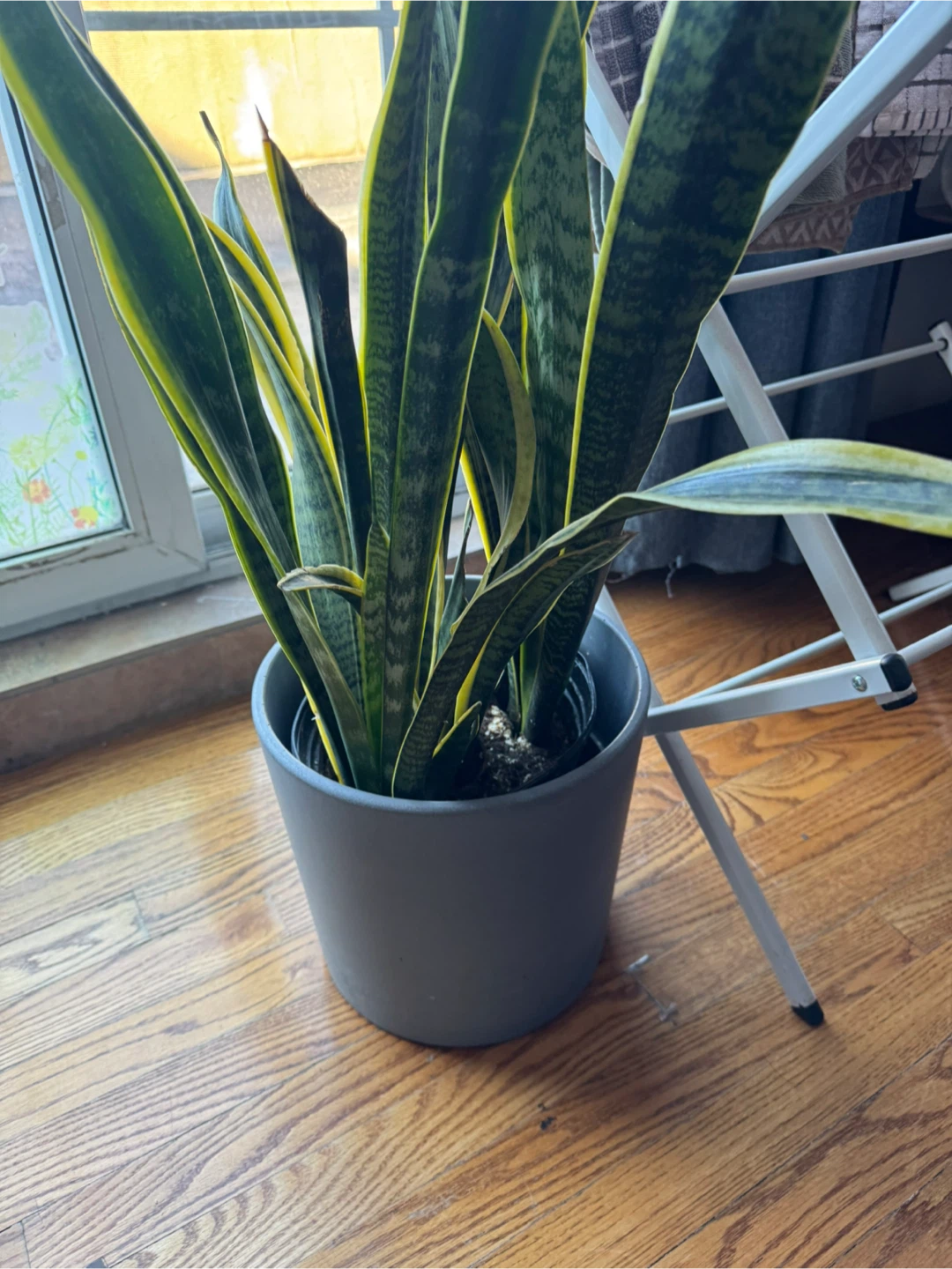 Snake Plant in Gray Pot 🥕