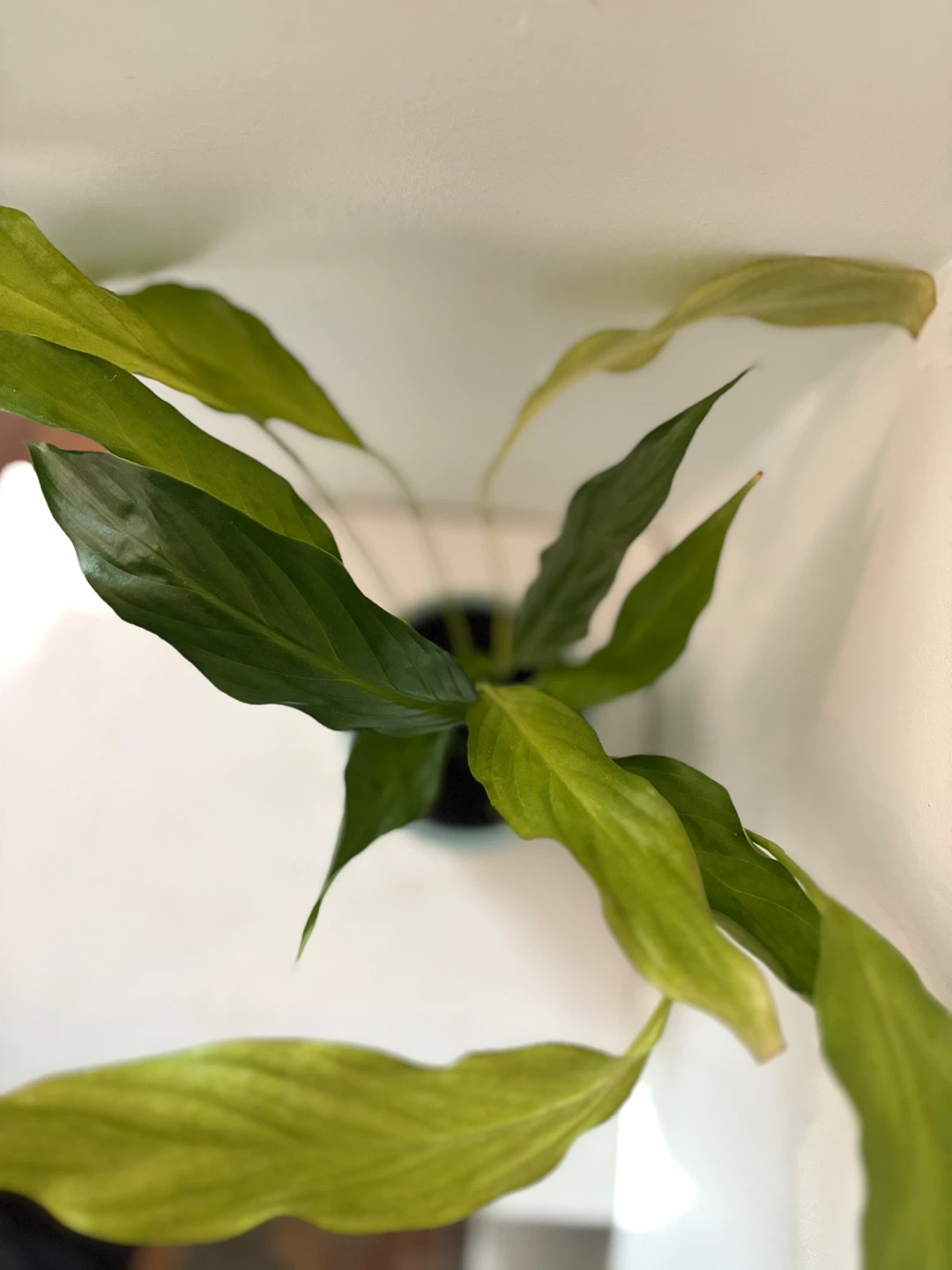 🩵Potted Peace Lily Plant🩵