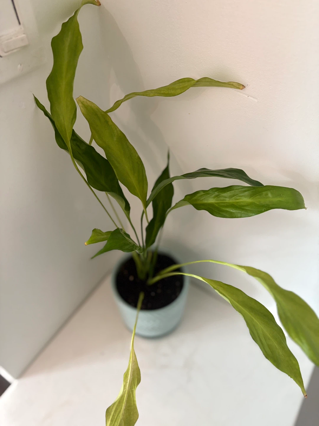 🩵Potted Peace Lily Plant🩵 - photo 4