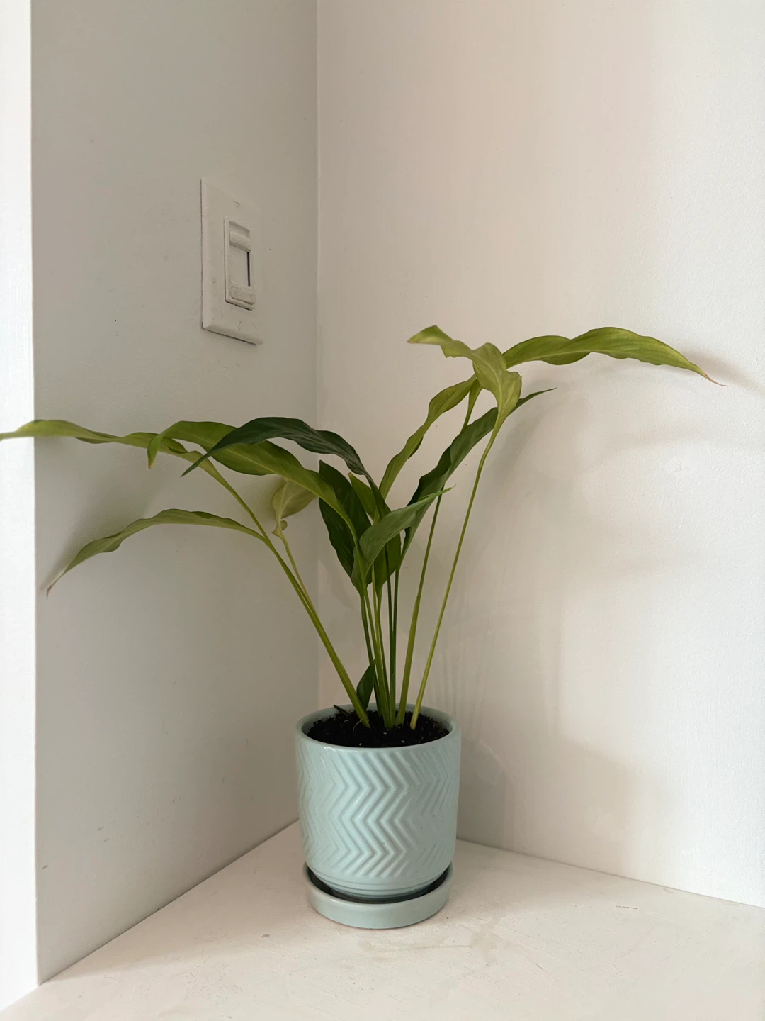 🩵Potted Peace Lily Plant🩵 - photo 2