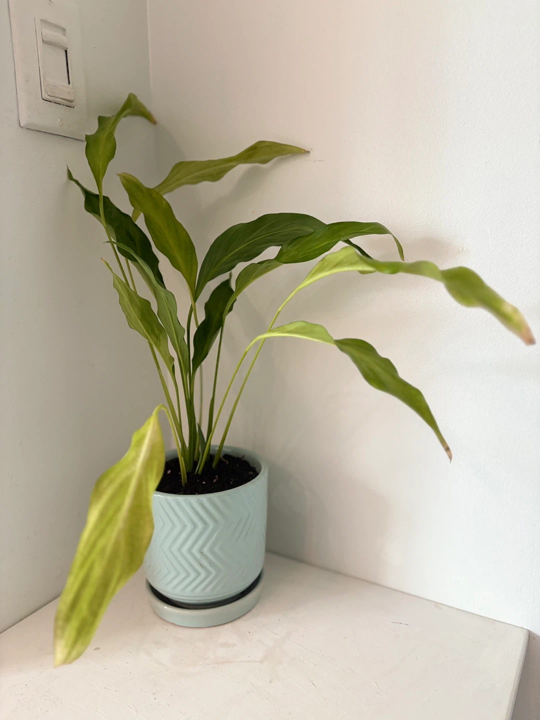 🩵Potted Peace Lily Plant🩵 - photo 5