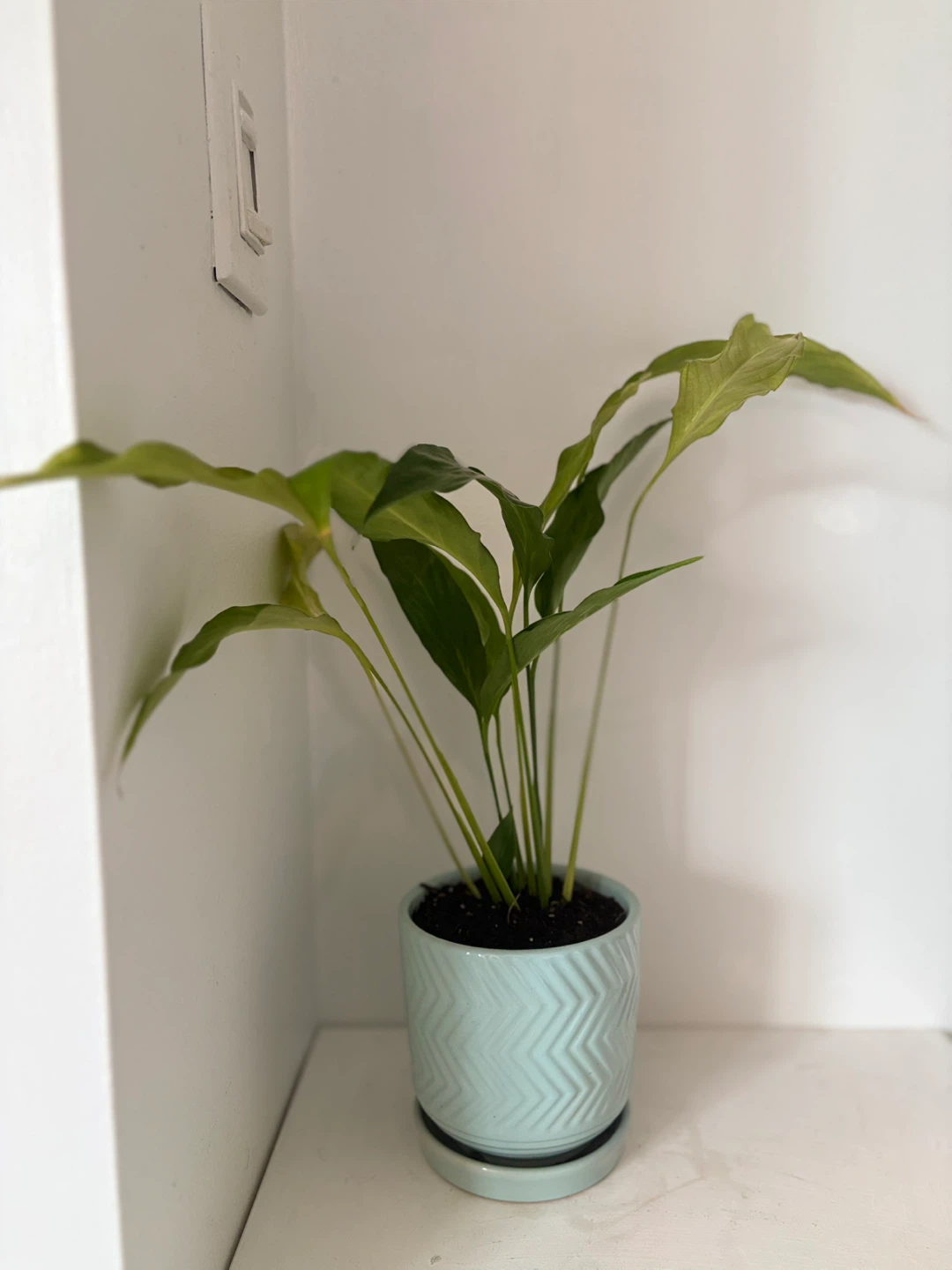 🩵Potted Peace Lily Plant🩵 - photo 3