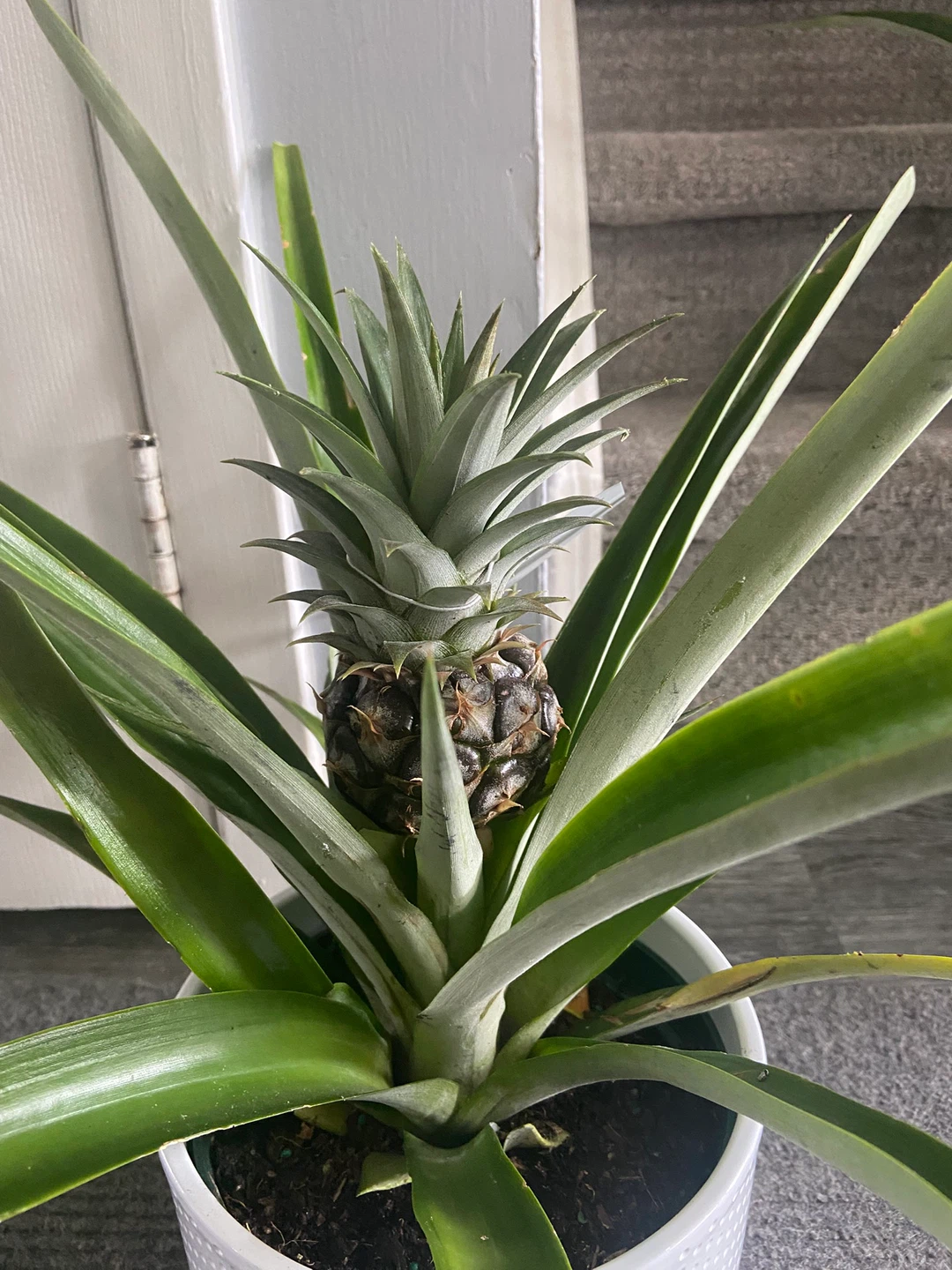 Pineapple Plant with Small Fruit