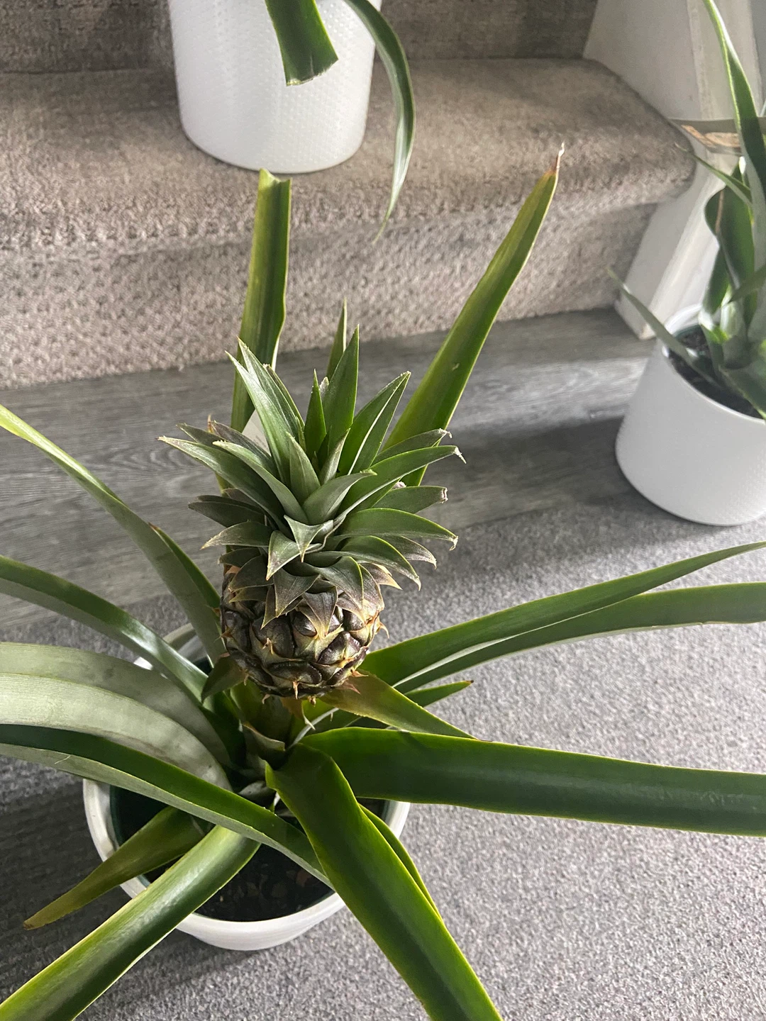 Pineapple Plant with Small Fruit - photo 4