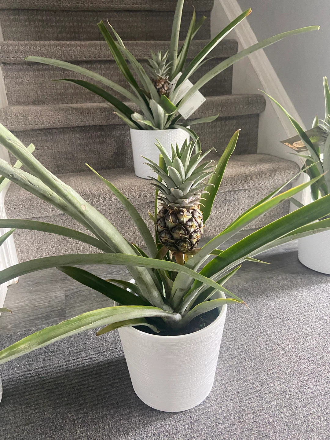 Pineapple Plant with Small Fruit - photo 3