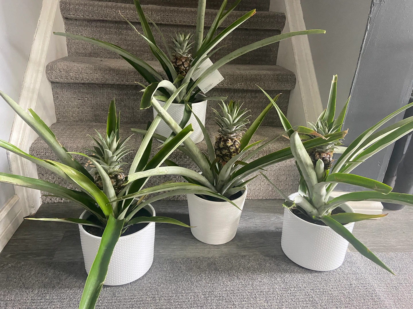 Pineapple Plant with Small Fruit - photo 2