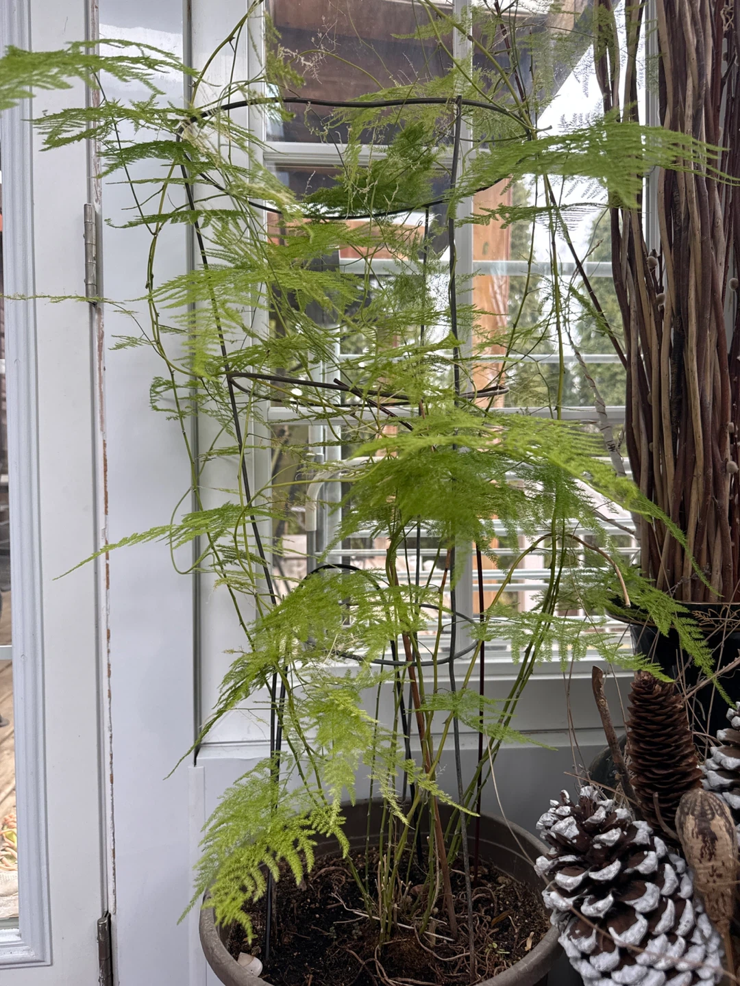 Asparagus Fern Plant - photo 3