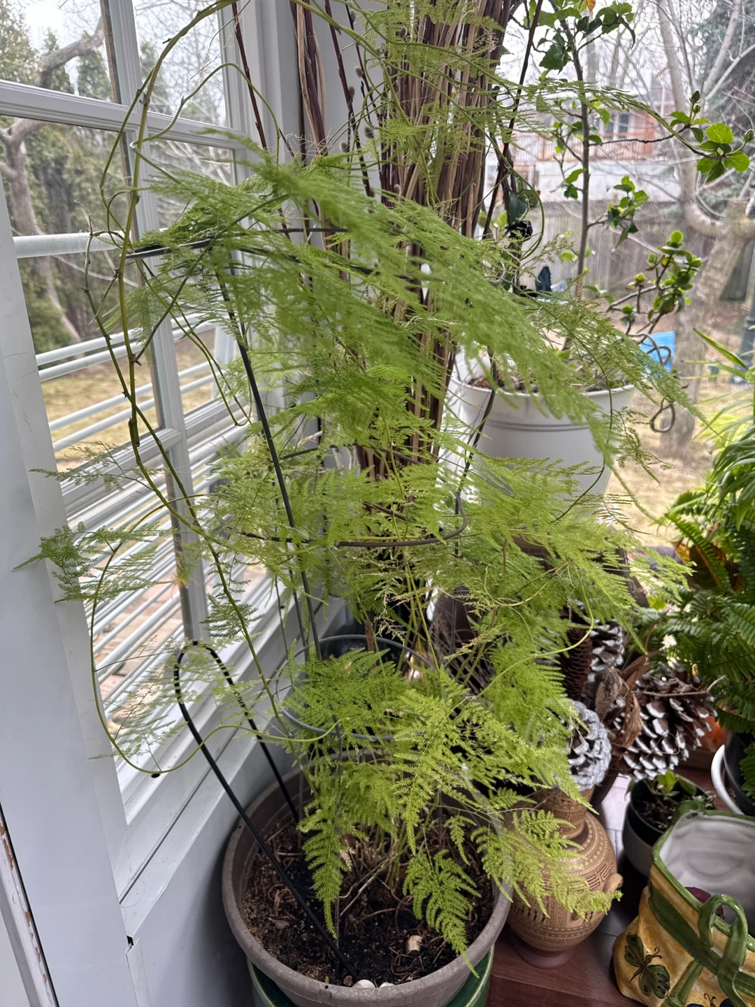 Asparagus Fern Plant - photo 2