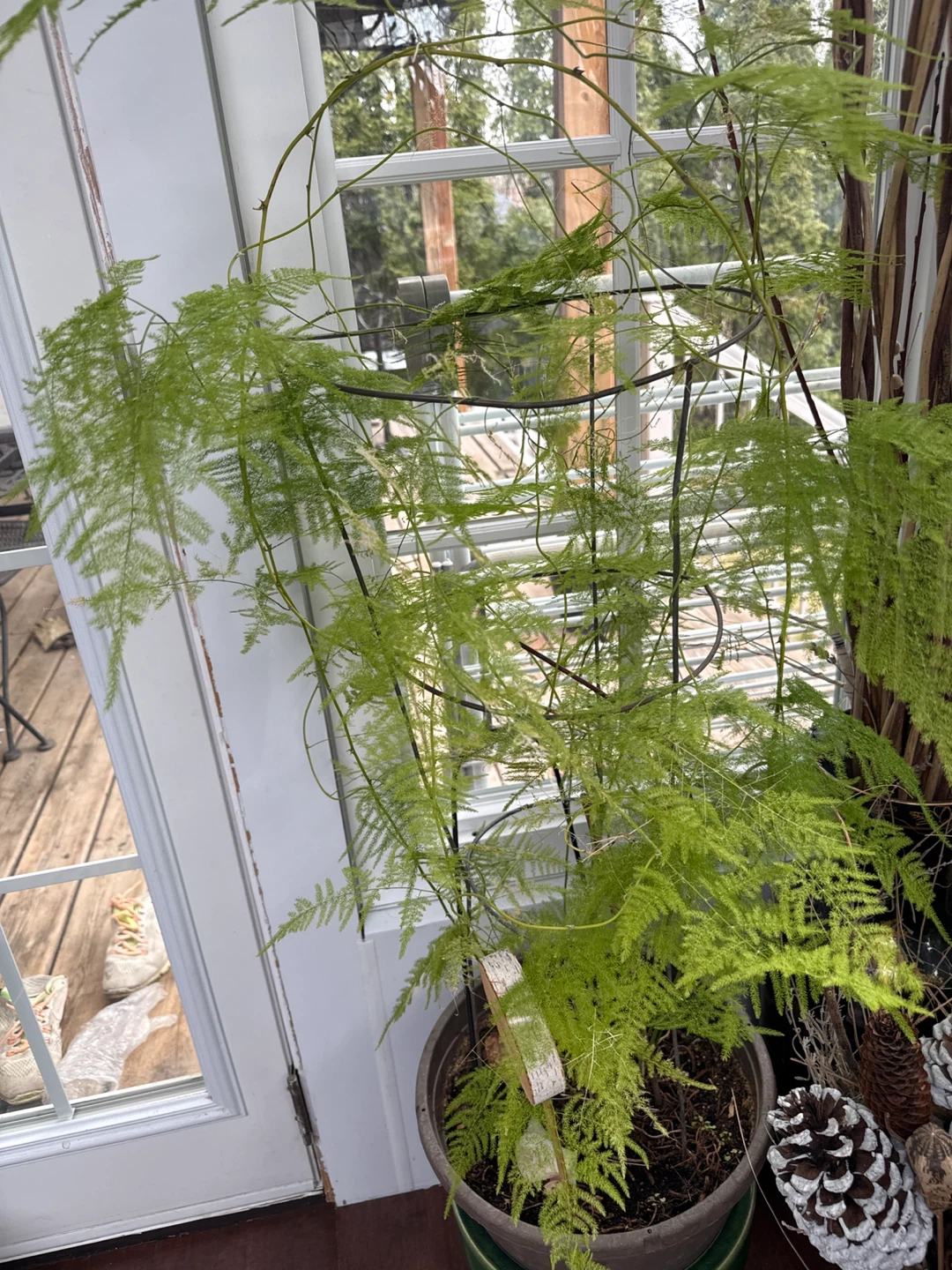 Asparagus Fern Plant