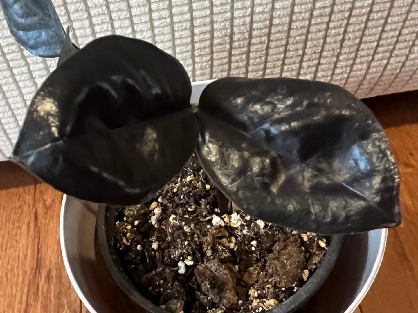 🥕RareFind HealthyHomeGrown EasyCare BlackZZPlant ONLY$20