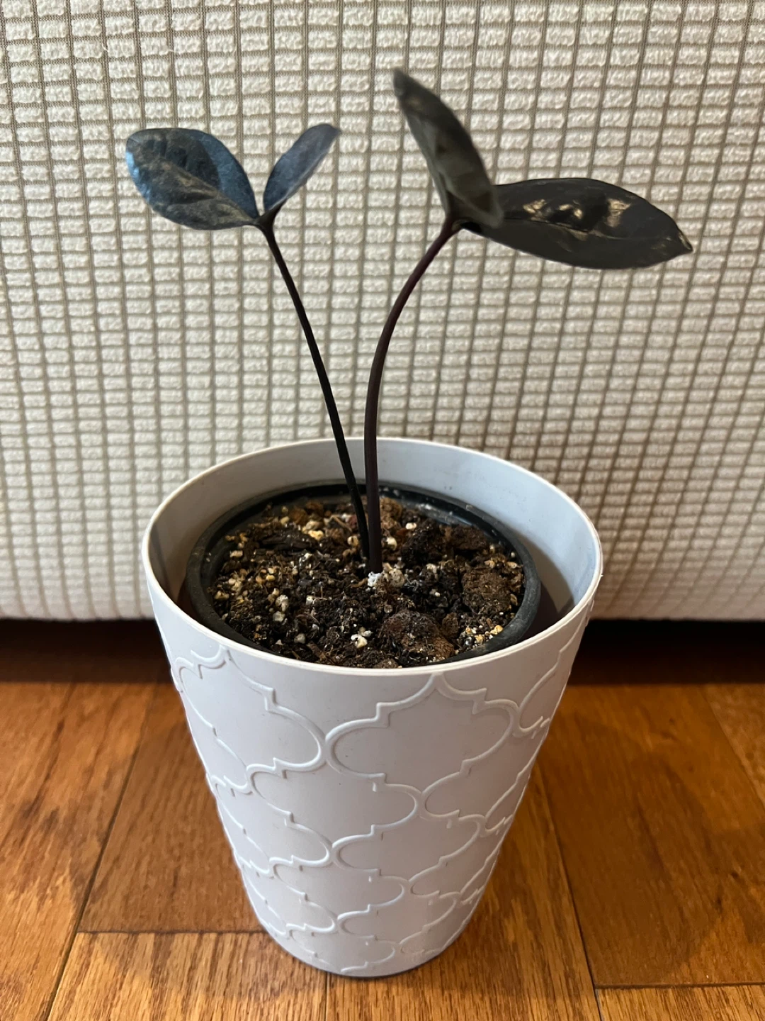 🥕RareFind HealthyHomeGrown EasyCare BlackZZPlant ONLY$20 - photo 3