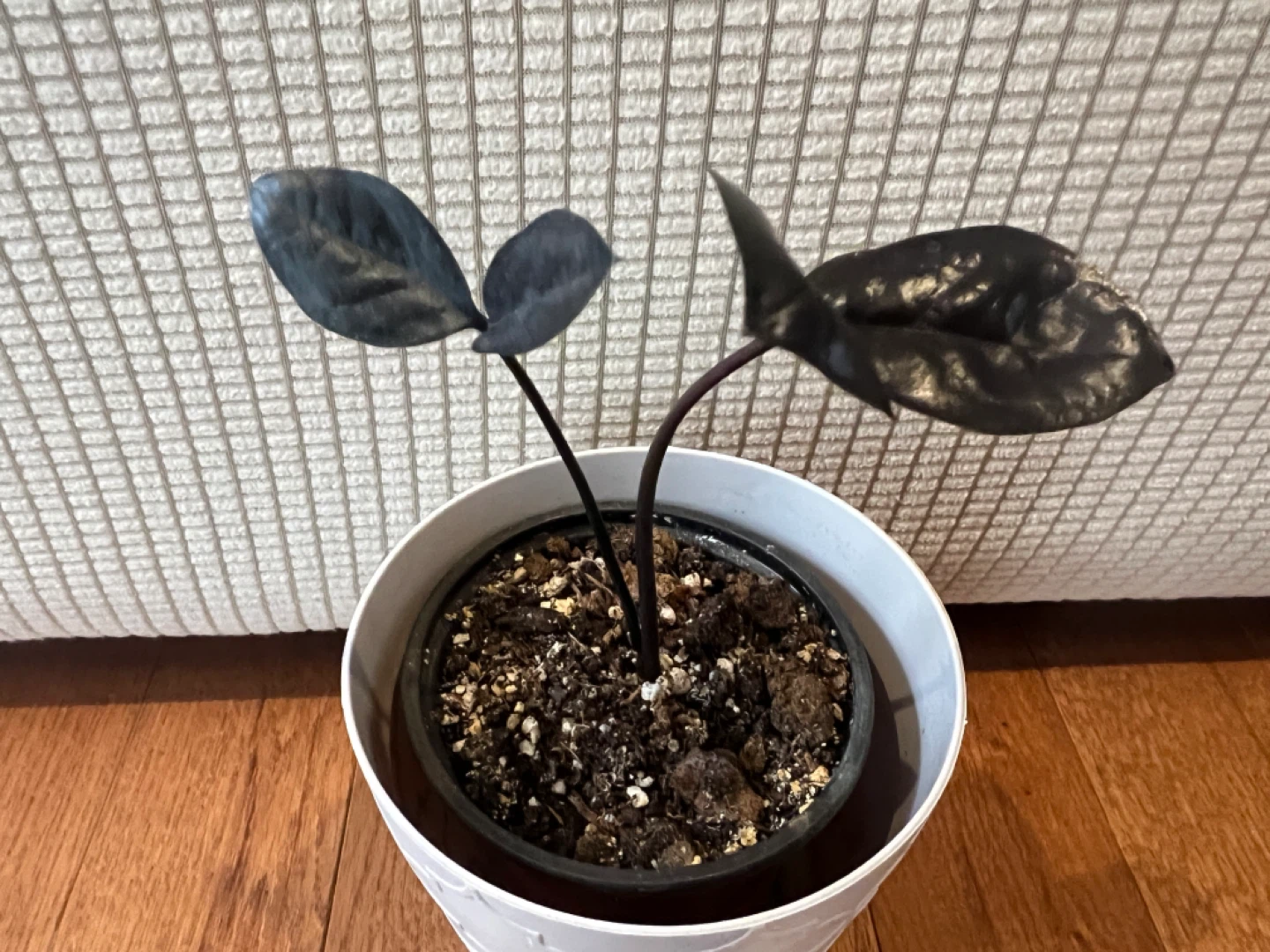 🥕RareFind HealthyHomeGrown EasyCare BlackZZPlant ONLY$20 - photo 2