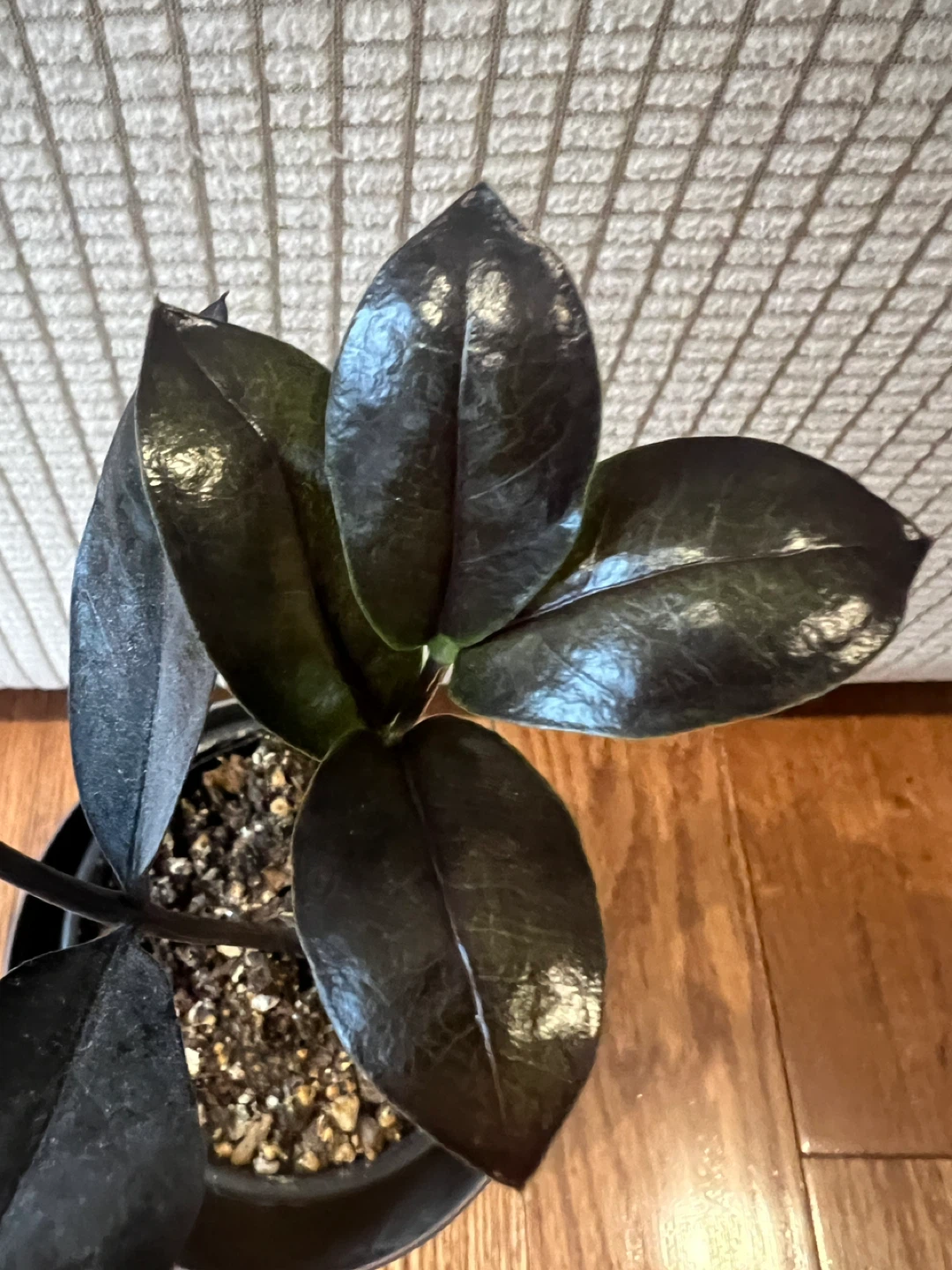 🥕RareFind SuperCute HealthyHomeGrown BlackZZPlant ONLY$25