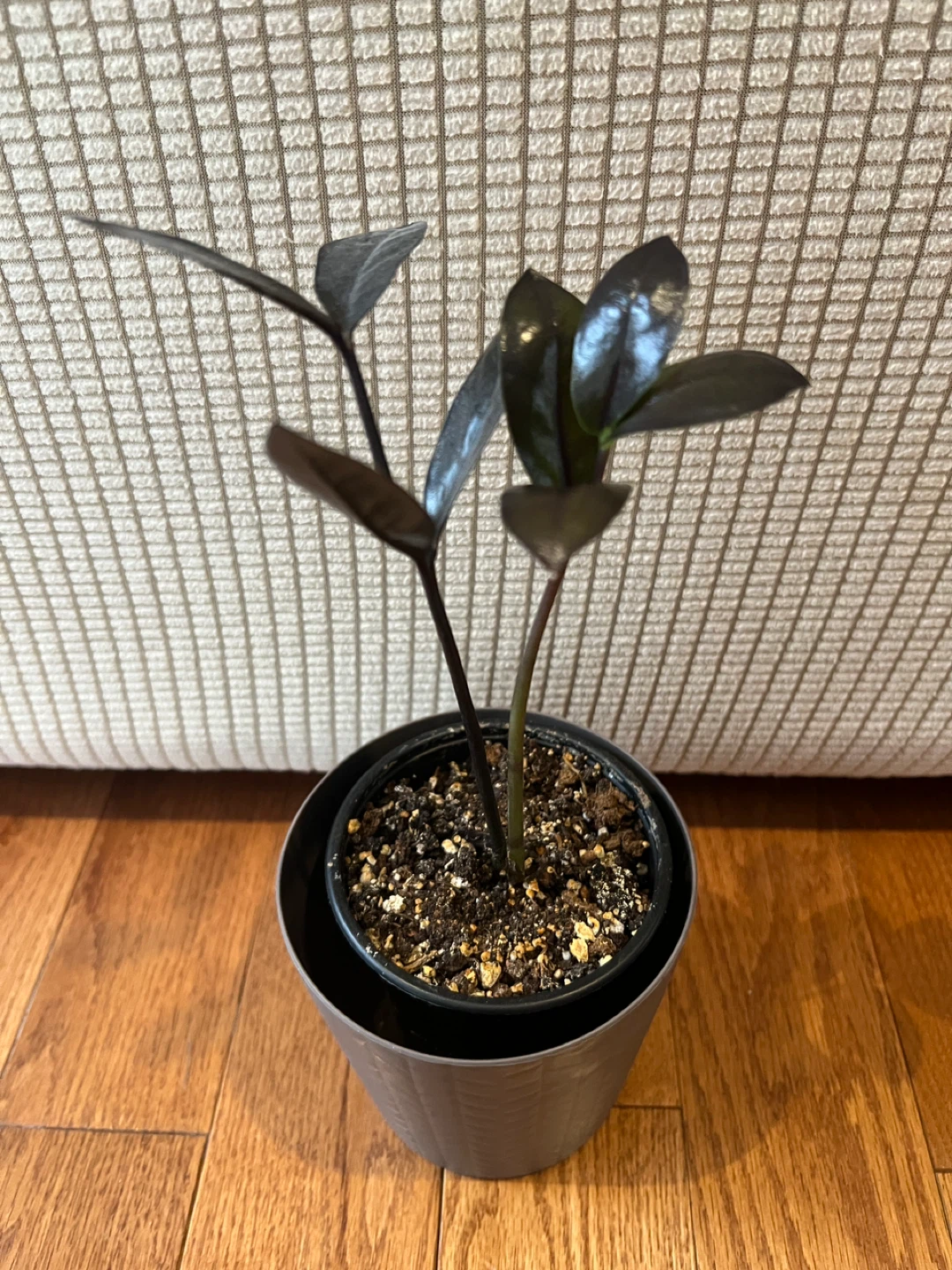 🥕RareFind SuperCute HealthyHomeGrown BlackZZPlant ONLY$25 - photo 3