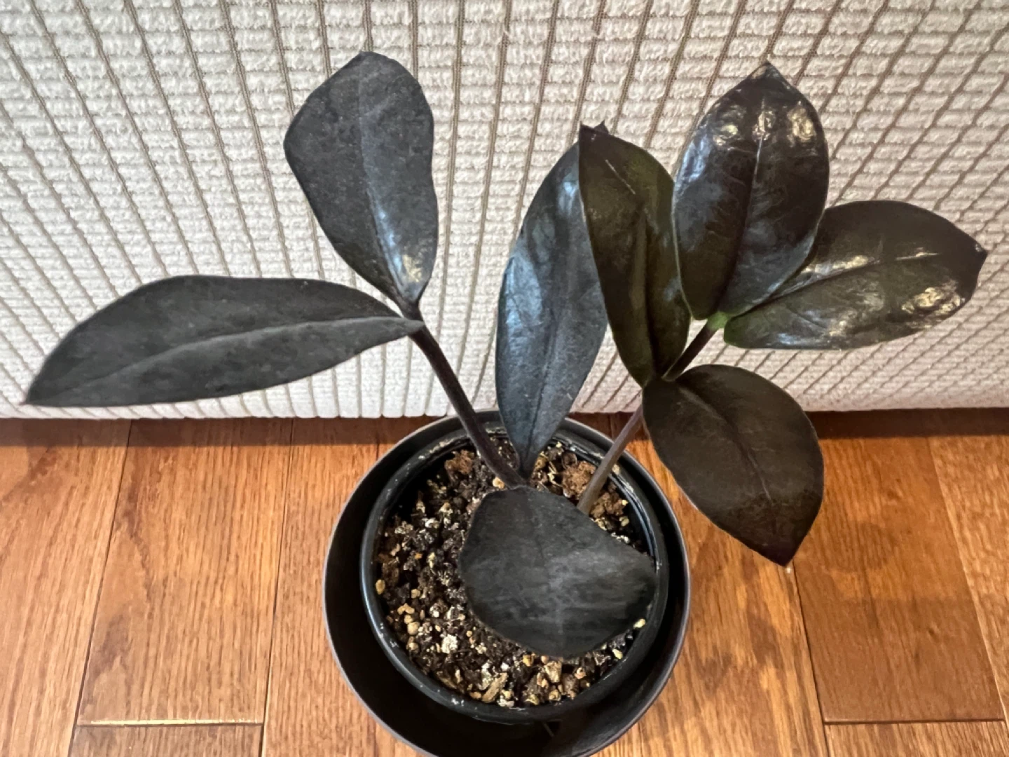 🥕RareFind SuperCute HealthyHomeGrown BlackZZPlant ONLY$25 - photo 2