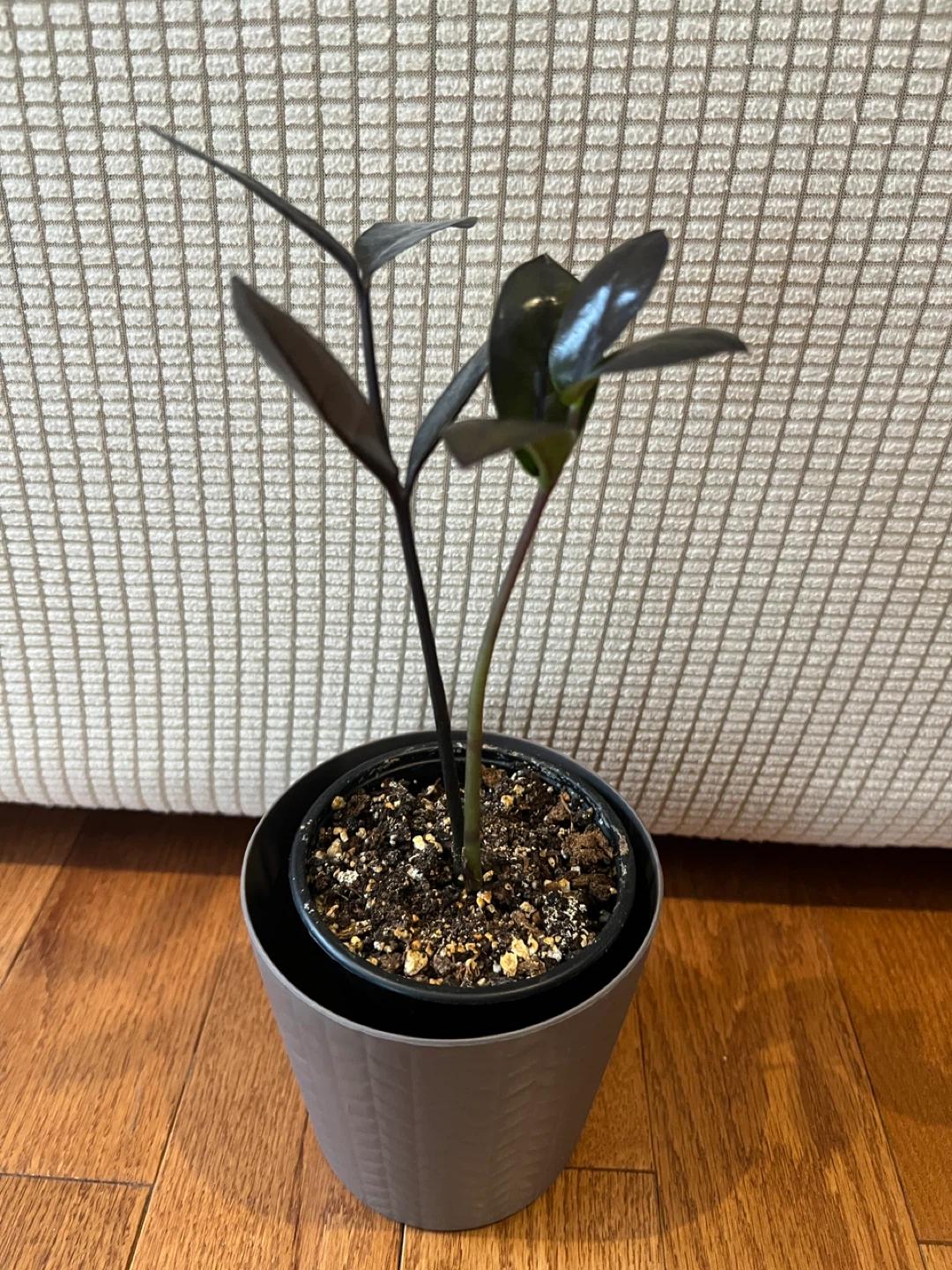 🥕RareFind SuperCute HealthyHomeGrown BlackZZPlant ONLY$25 - photo 4
