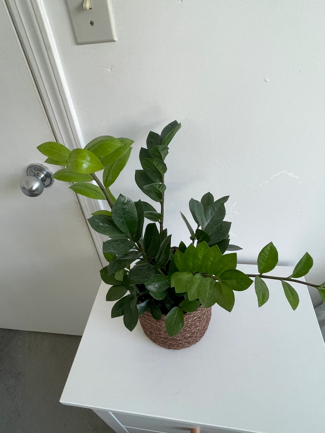 ZZ Plant in Woven Pot - photo 2
