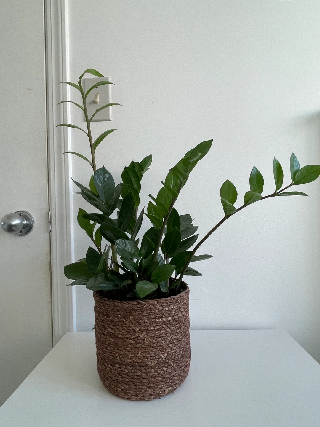 ZZ Plant in Woven Pot