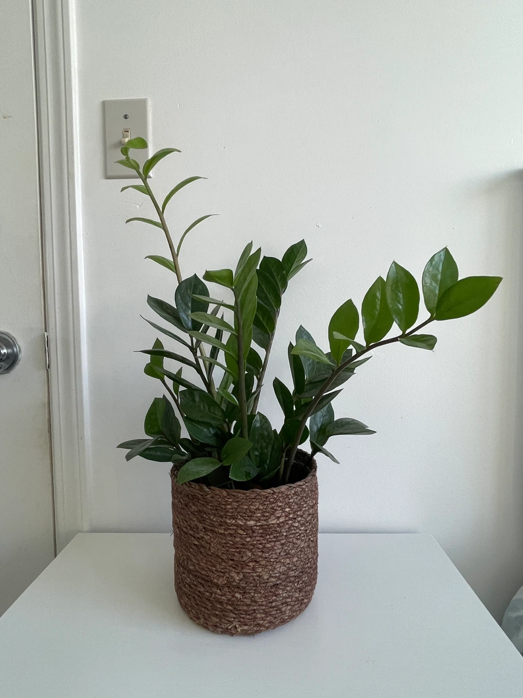ZZ Plant in Woven Pot - photo 3