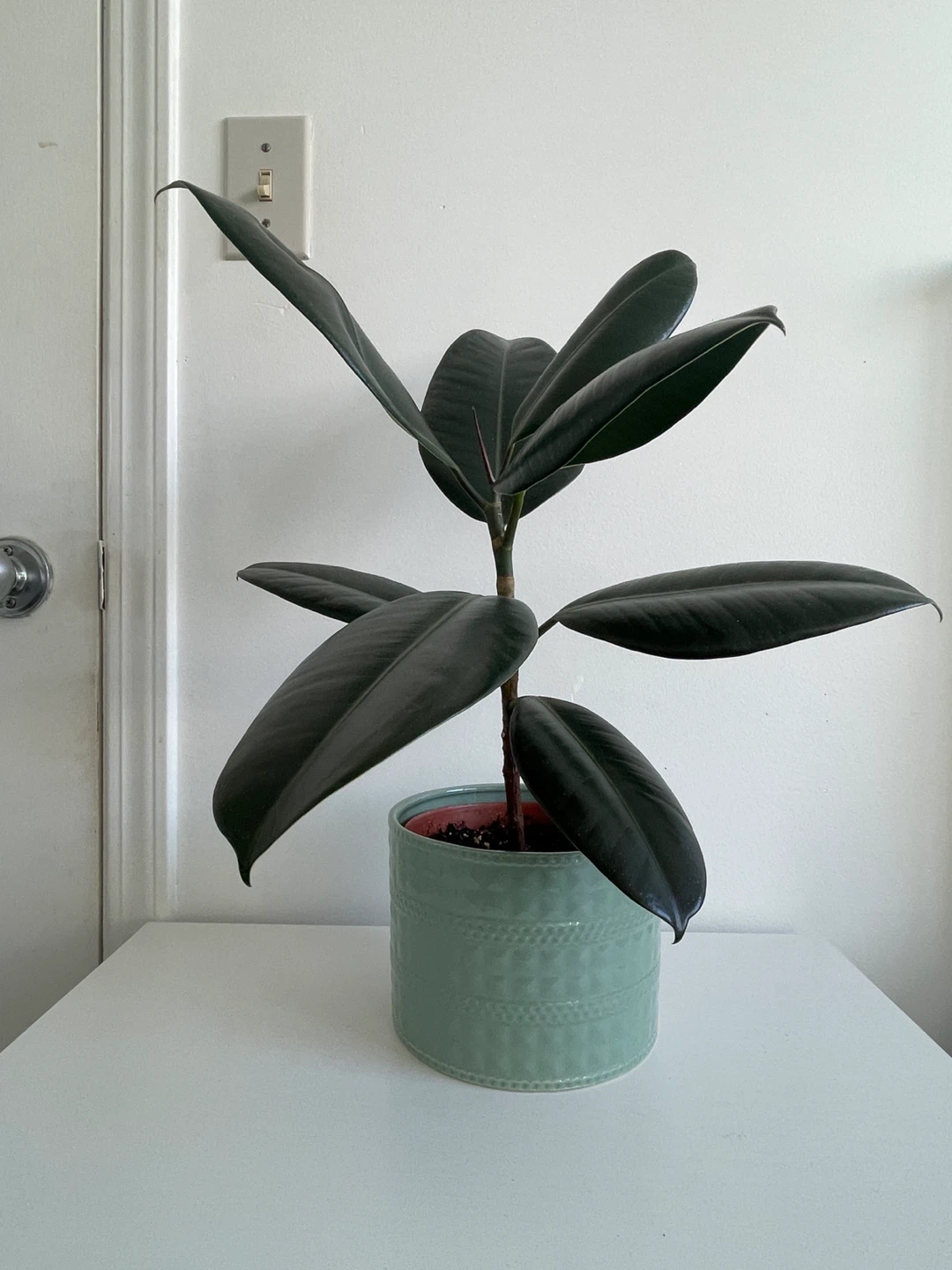 Rubber Plant in Decorative Pot