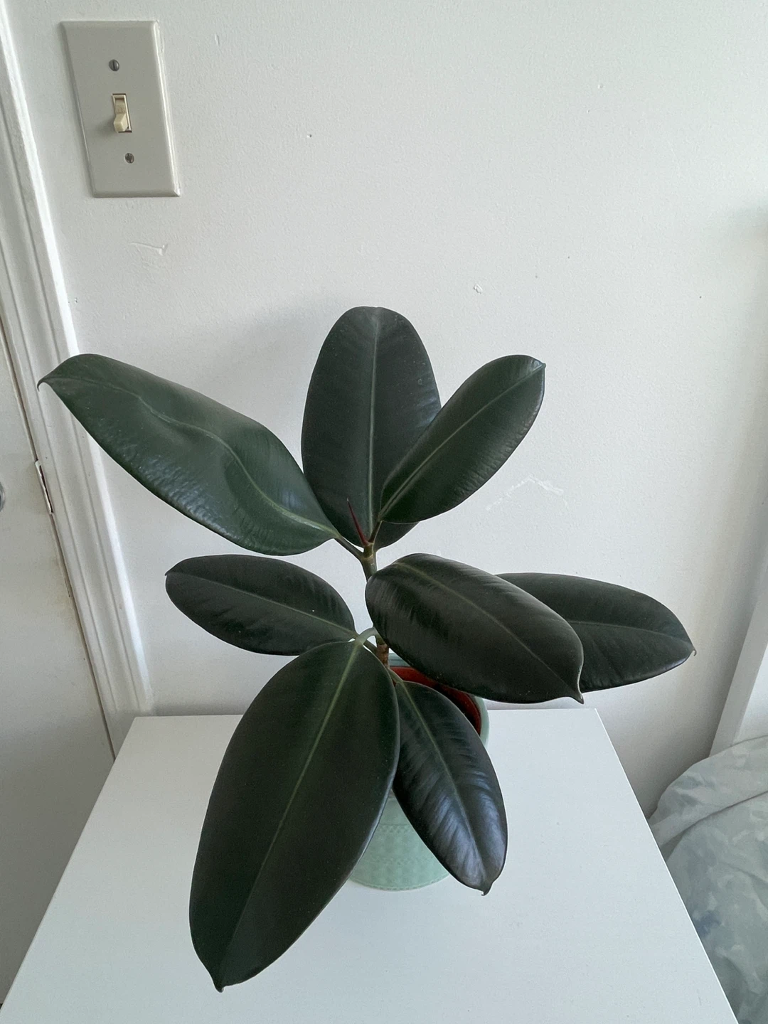 Rubber Plant in Decorative Pot - photo 2