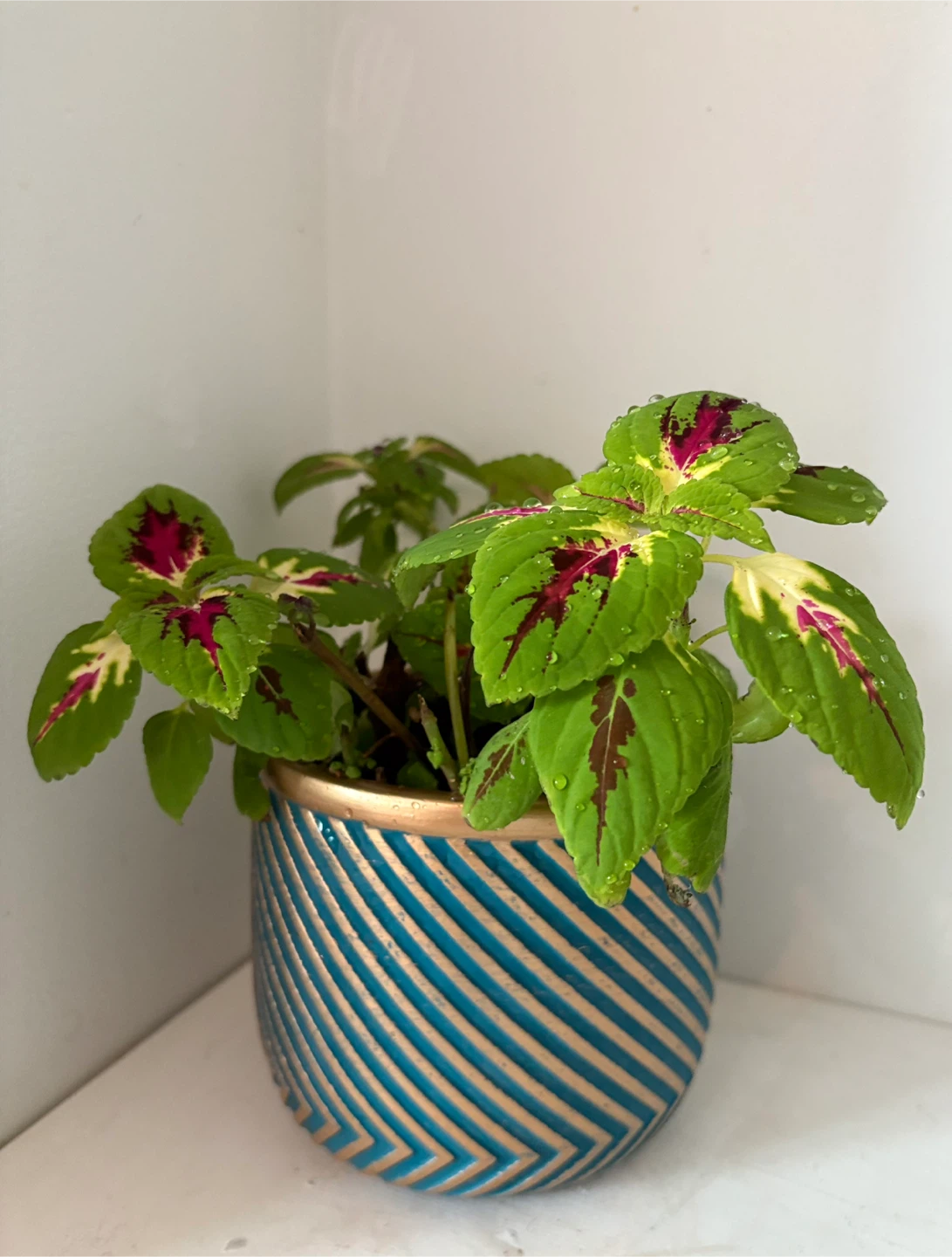 Coleus Plant in Decorative Pot💛 Very beautiful and elegant