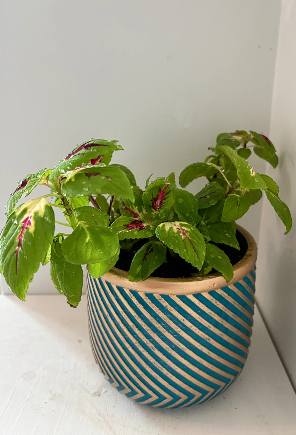 Coleus Plant in Decorative Pot💛 Very beautiful and elegant - photo 4
