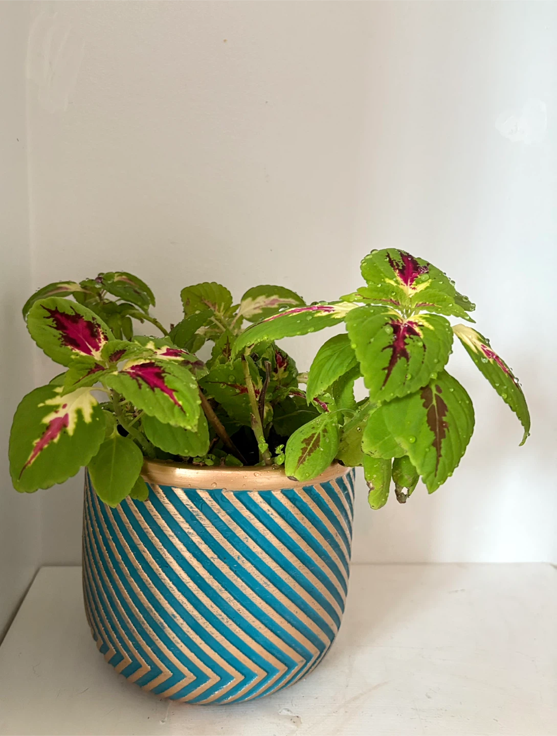 Coleus Plant in Decorative Pot💛 Very beautiful and elegant - photo 3