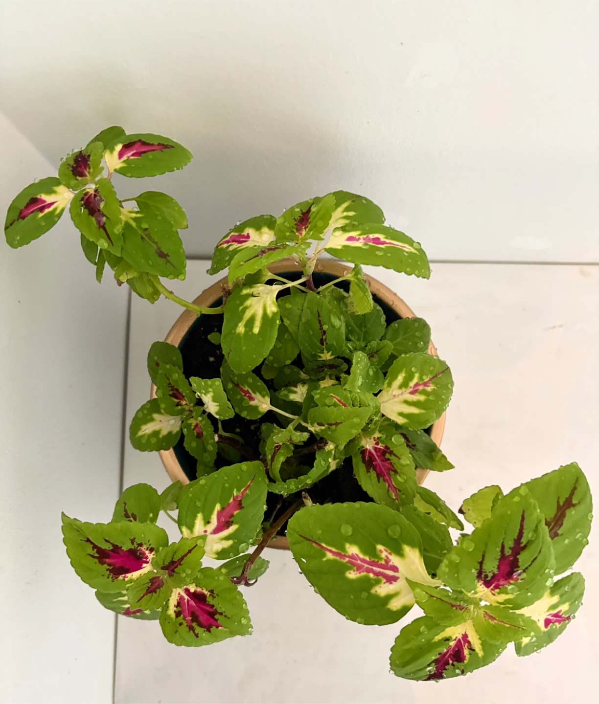Coleus Plant in Decorative Pot💛 Very beautiful and elegant - photo 2