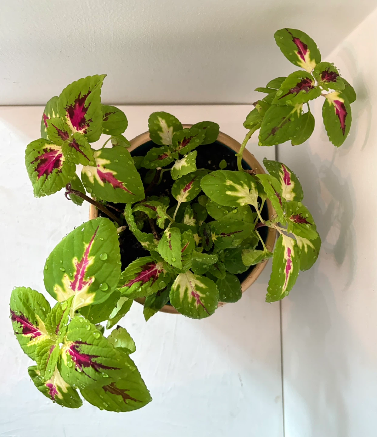 Coleus Plant in Decorative Pot💛 Very beautiful and elegant - photo 5