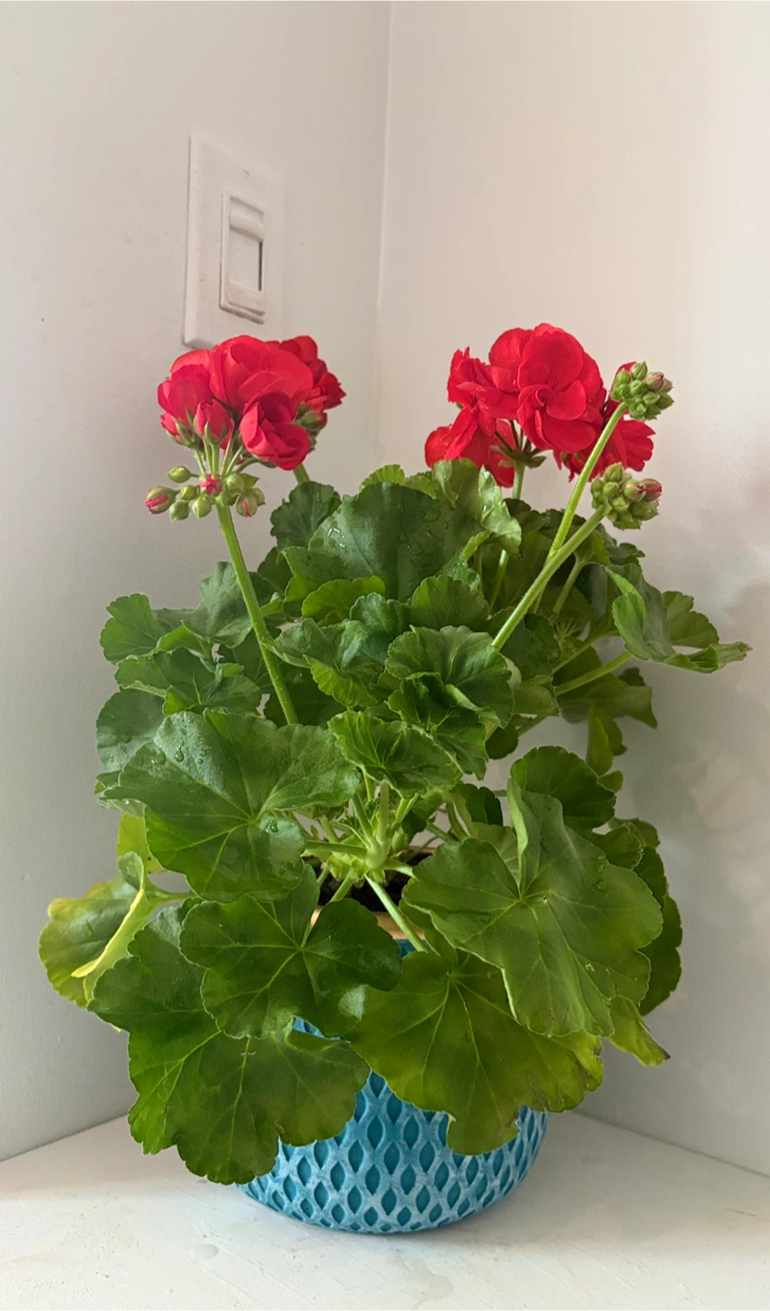 🌺Bring a touch of spring into your home 🌺 - photo 5