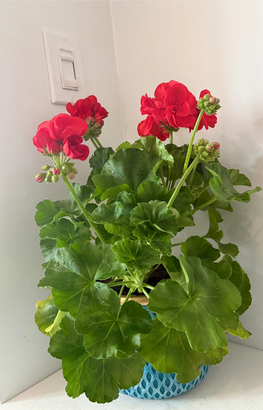 🌺Bring a touch of spring into your home 🌺