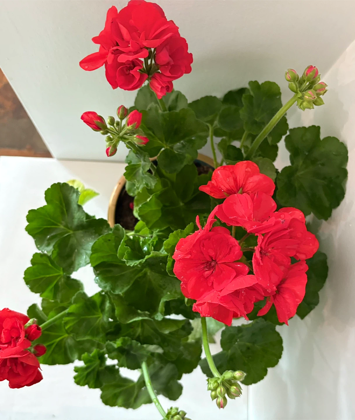 🌺Bring a touch of spring into your home 🌺 - photo 4