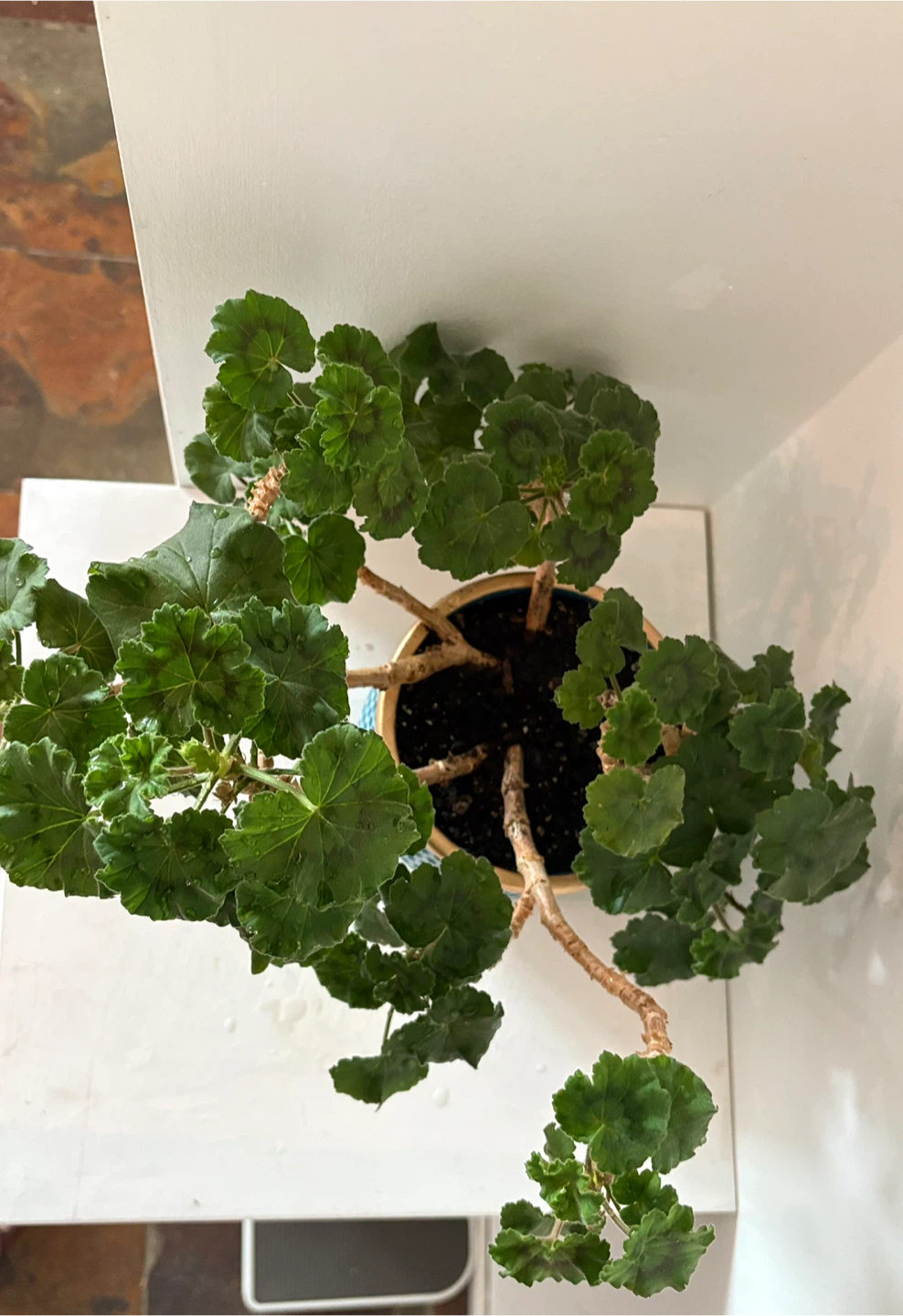 Potted Geranium Plant It will bloom soon 🌸 - photo 2