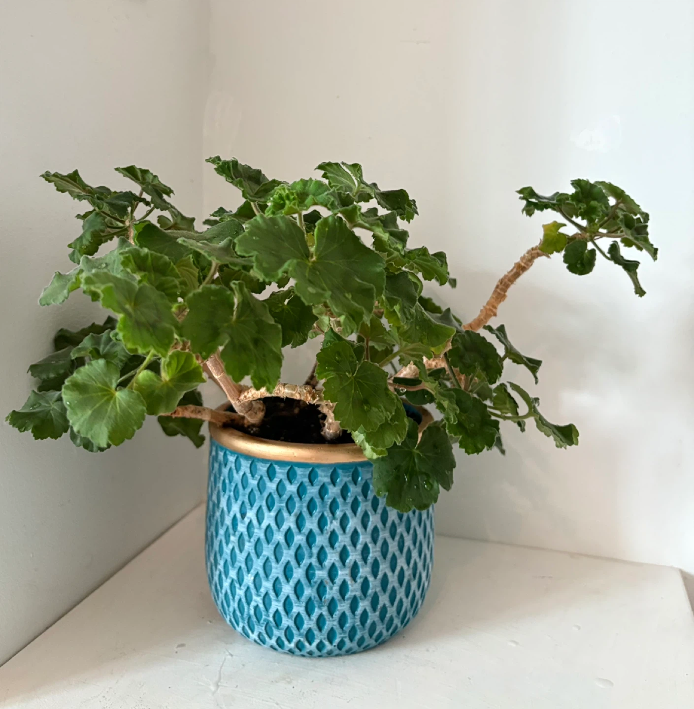 Potted Geranium Plant It will bloom soon 🌸 - photo 4