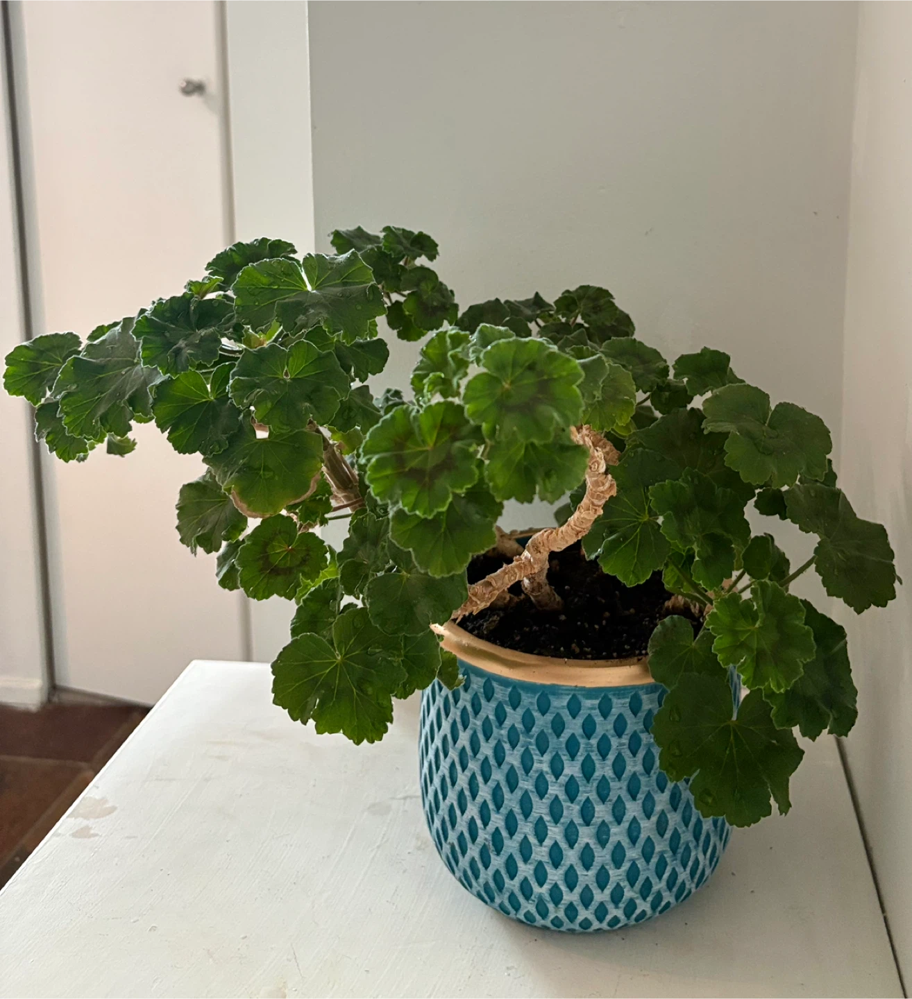 Potted Geranium Plant It will bloom soon 🌸 - photo 3