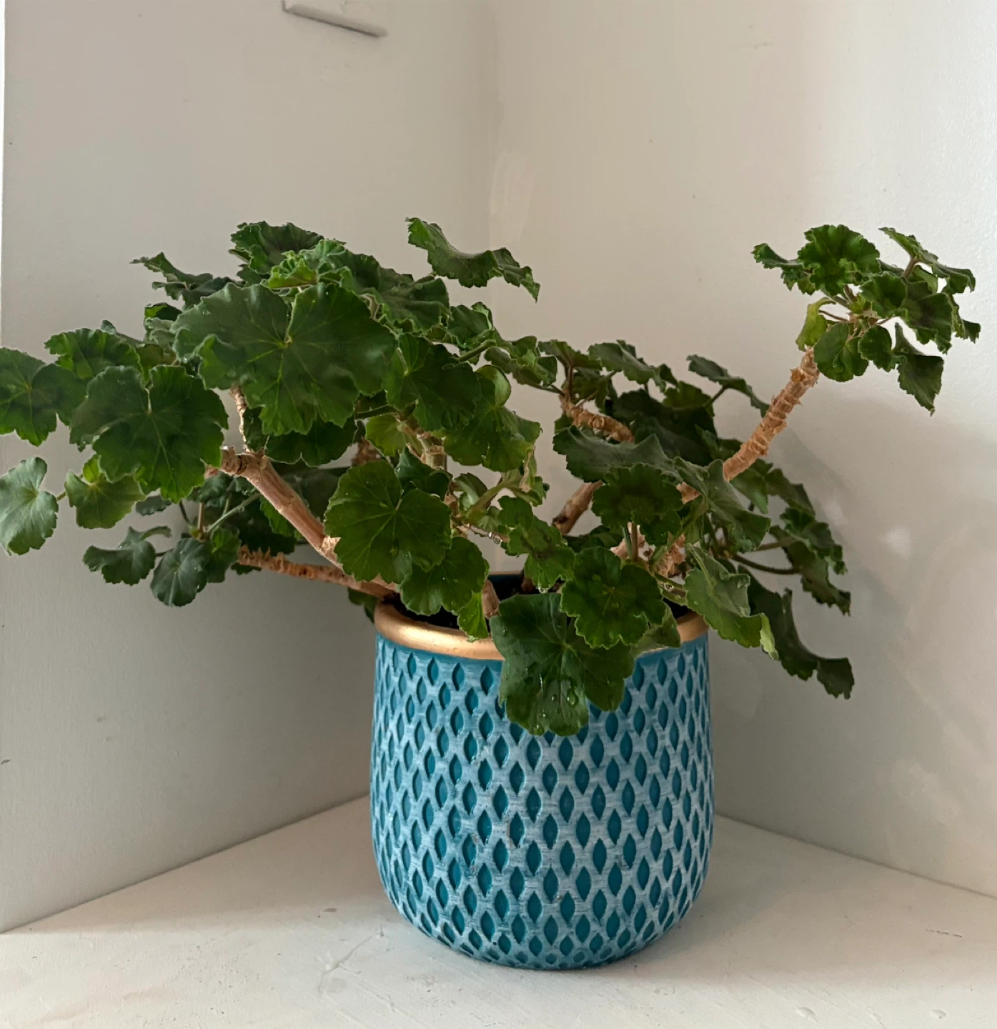 Potted Geranium Plant It will bloom soon 🌸