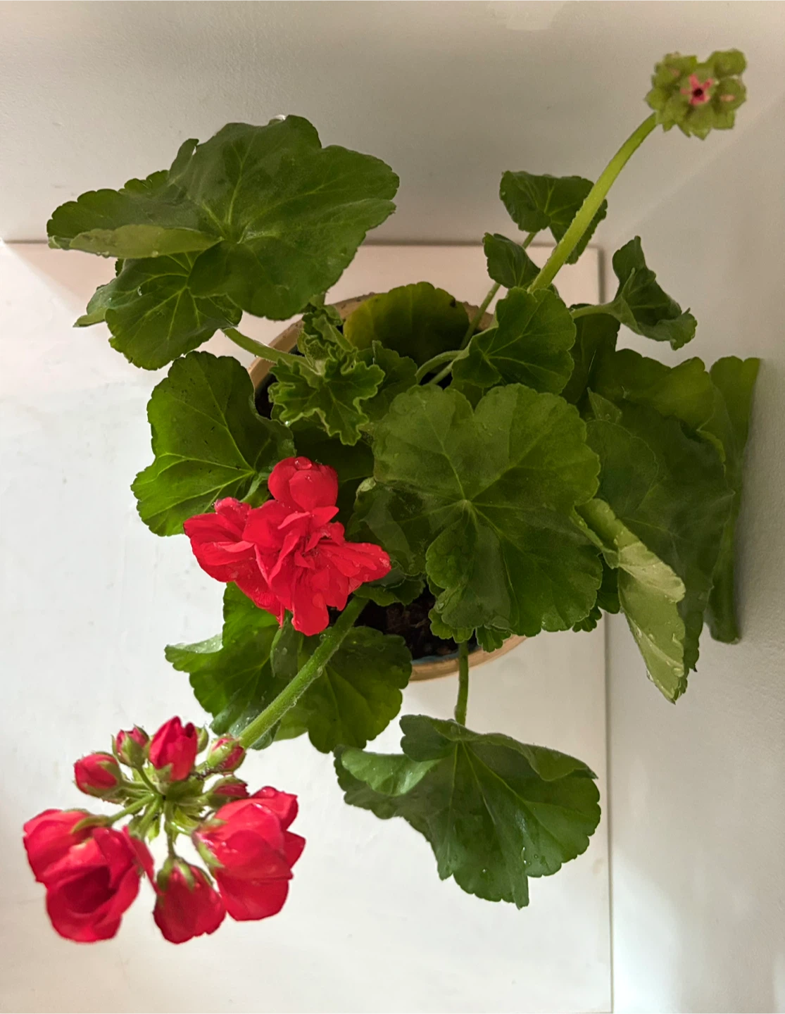 🌺Bring a touch of spring into your home🌺 - photo 4
