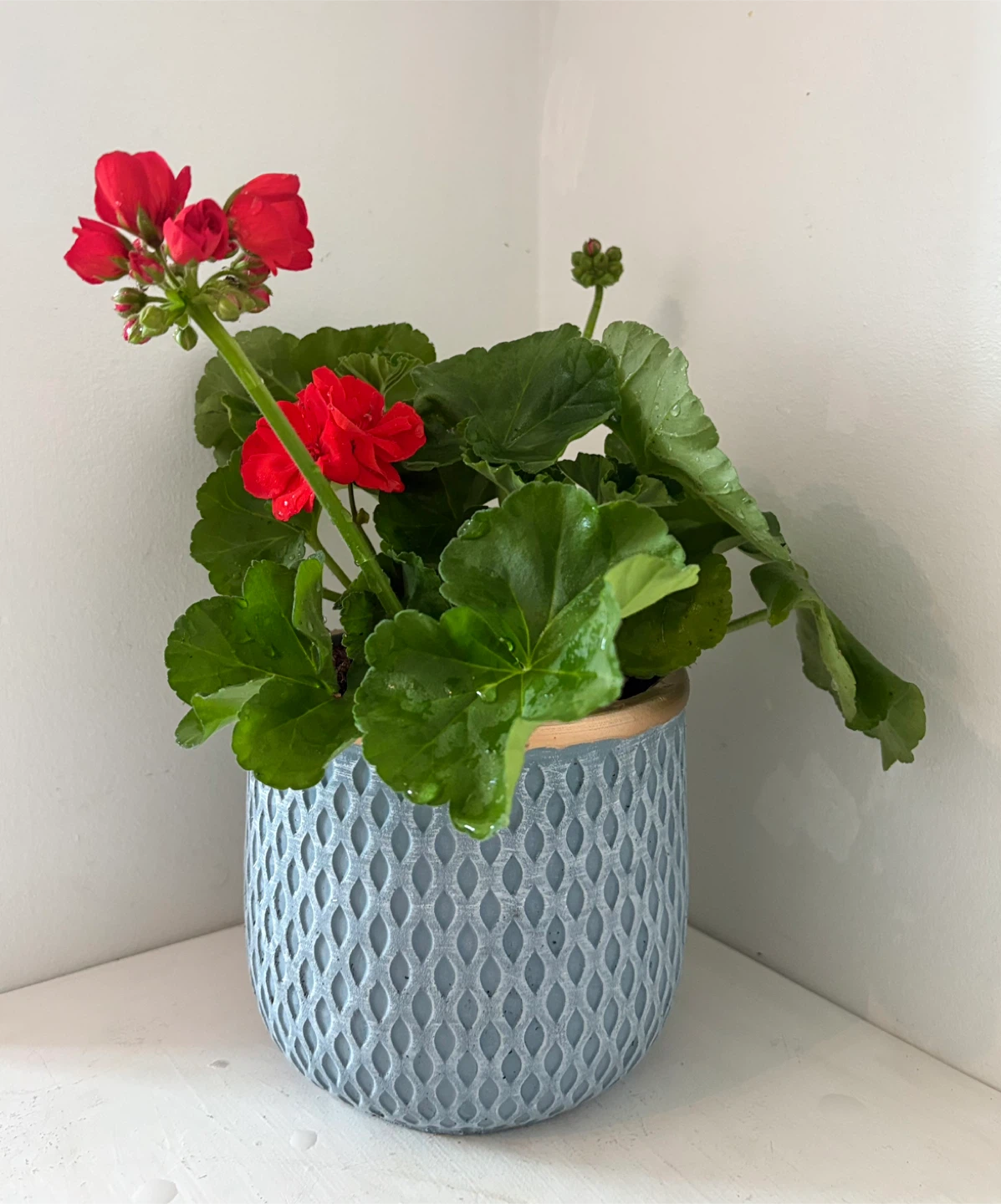 🌺Bring a touch of spring into your home🌺