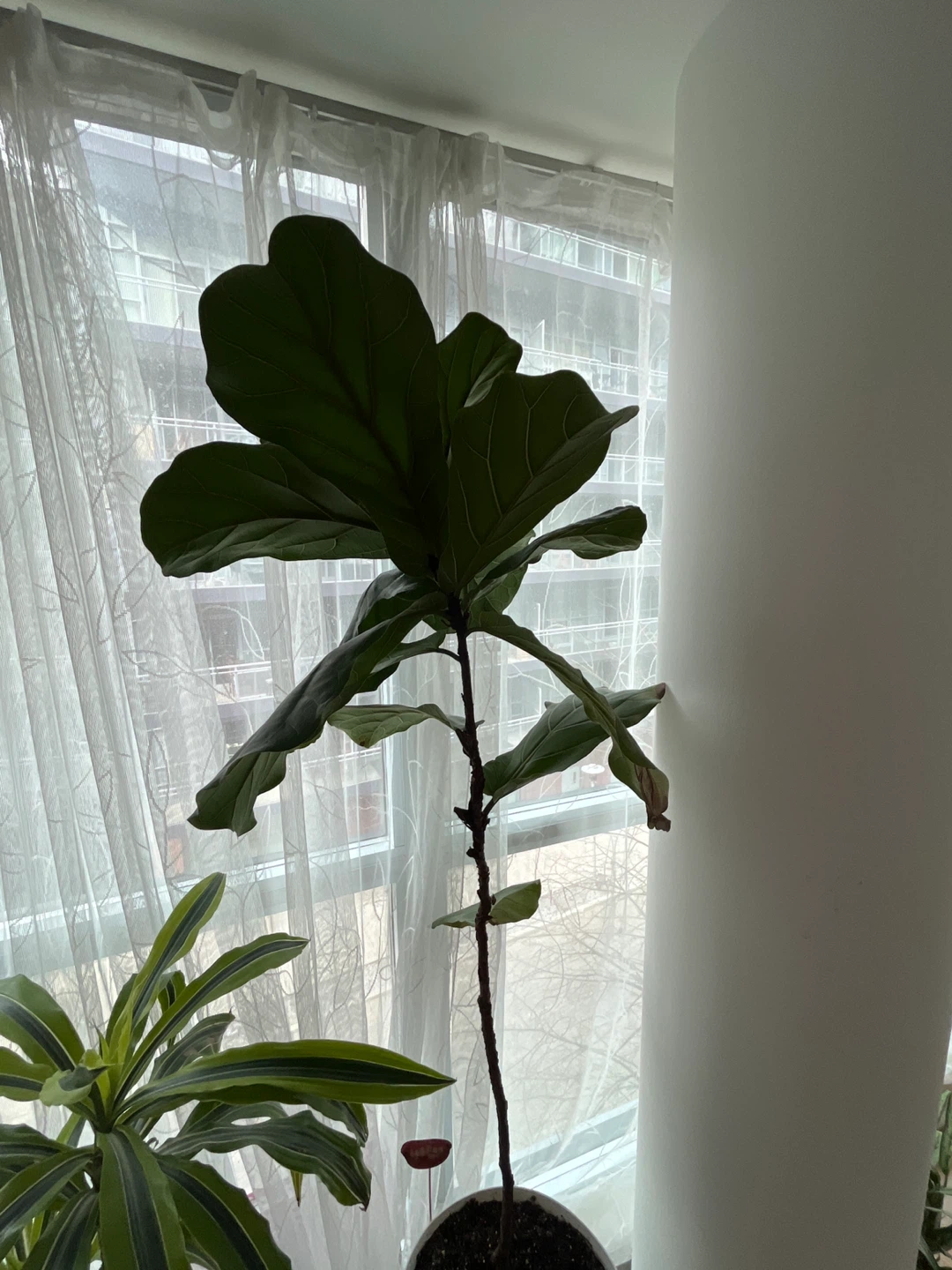 Fiddle Leaf Fig Plant
