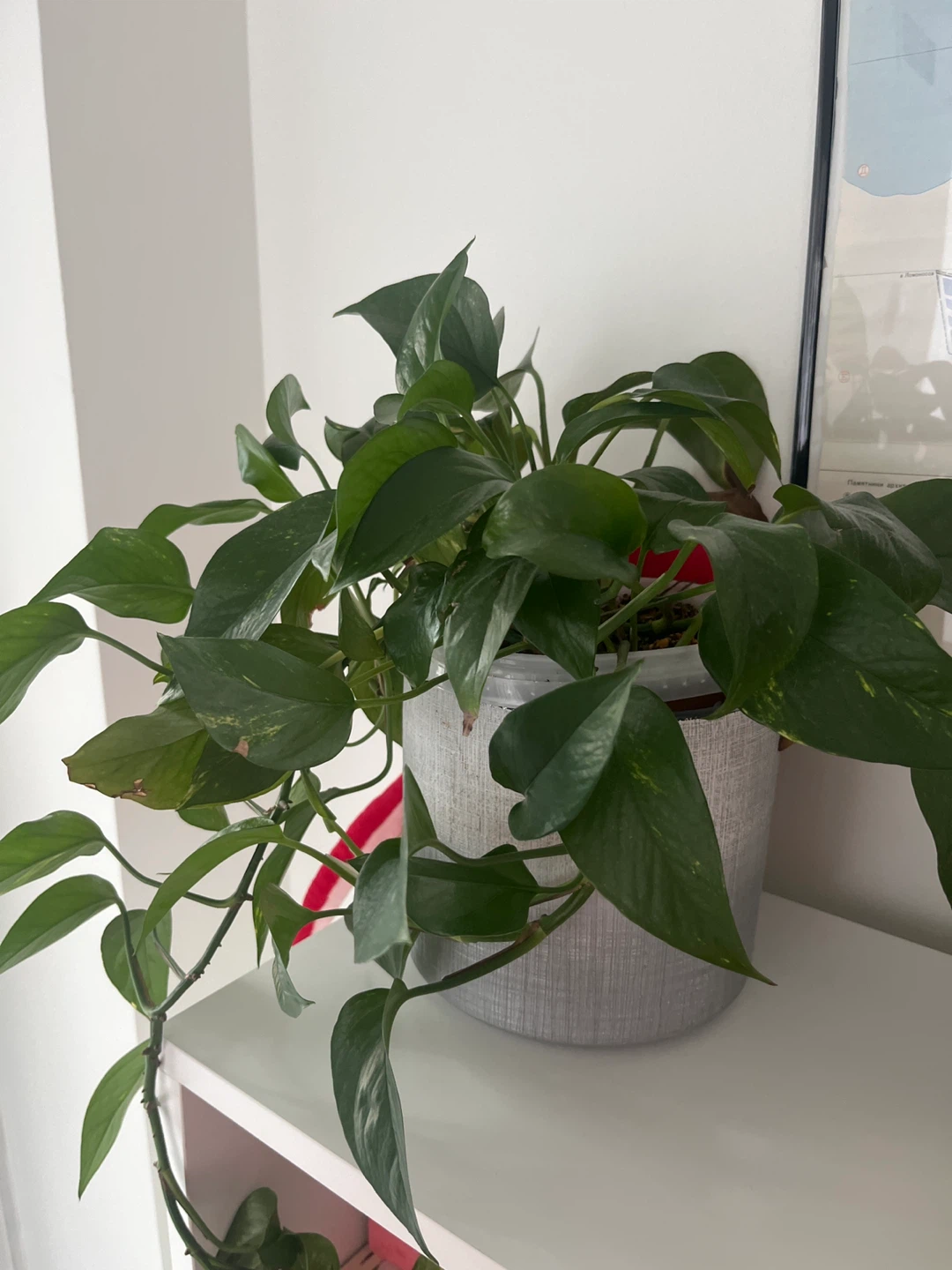 Pothos Plant in Grey Pot